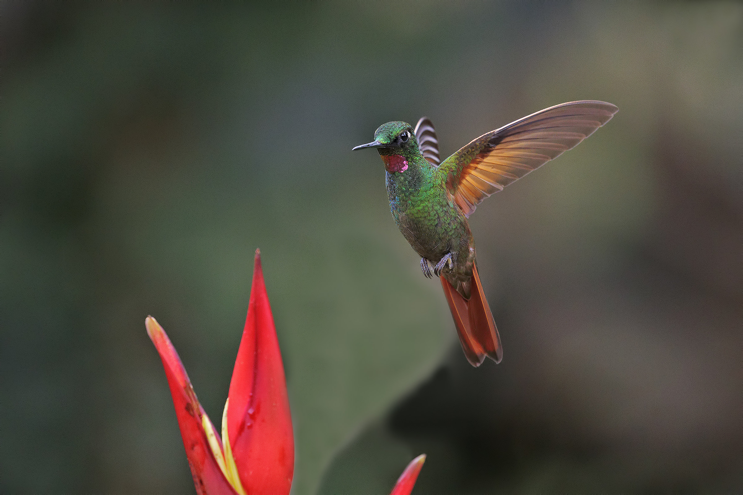 Brazilian Ruby Hummingbirds