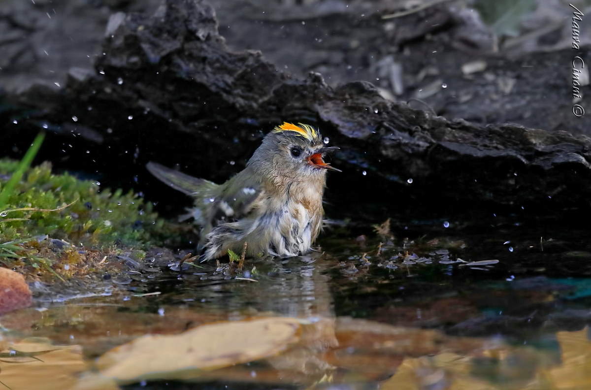 Regolo:Il Bagnetto cantando