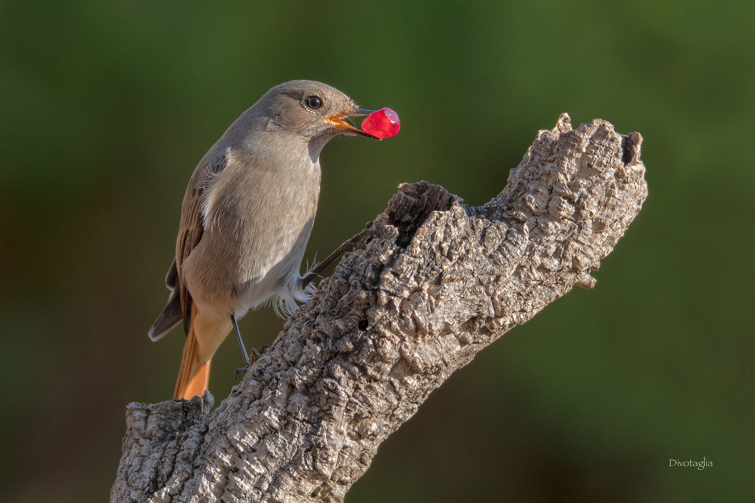 Black redcoding Female