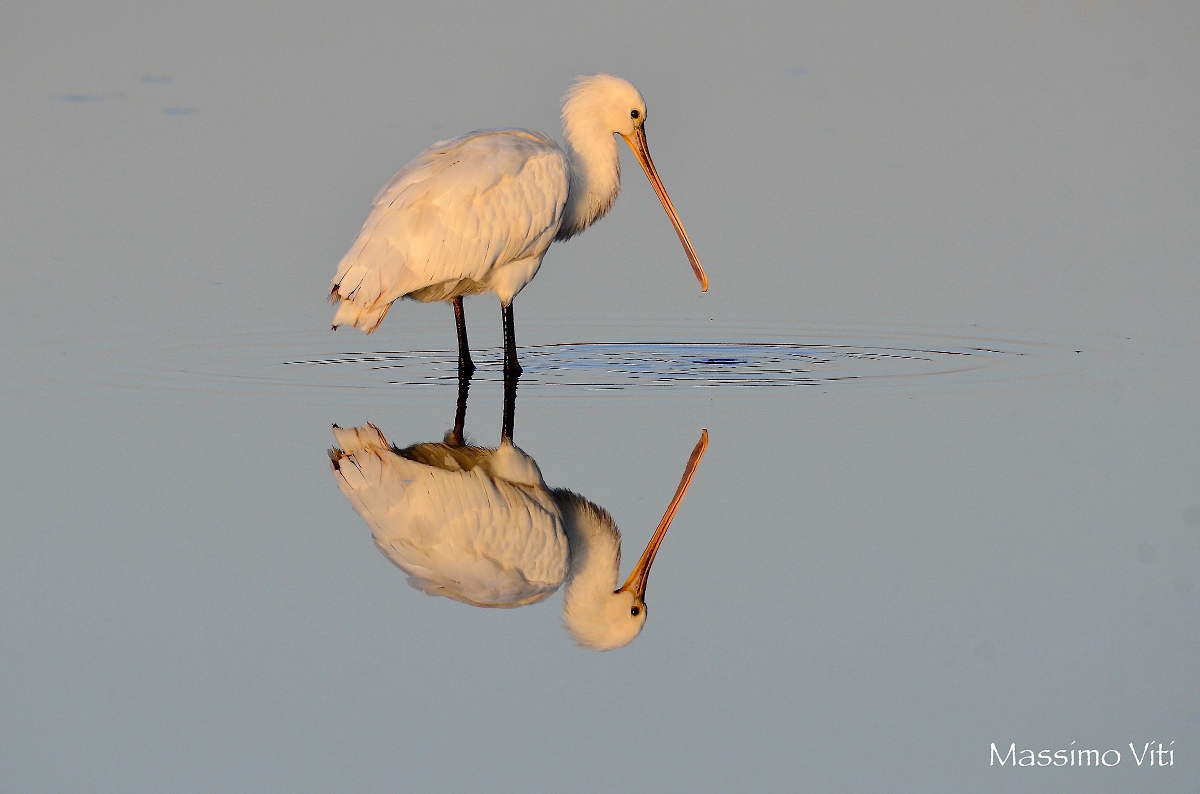 Spatola allo specchio e il buco nell'acqua ...