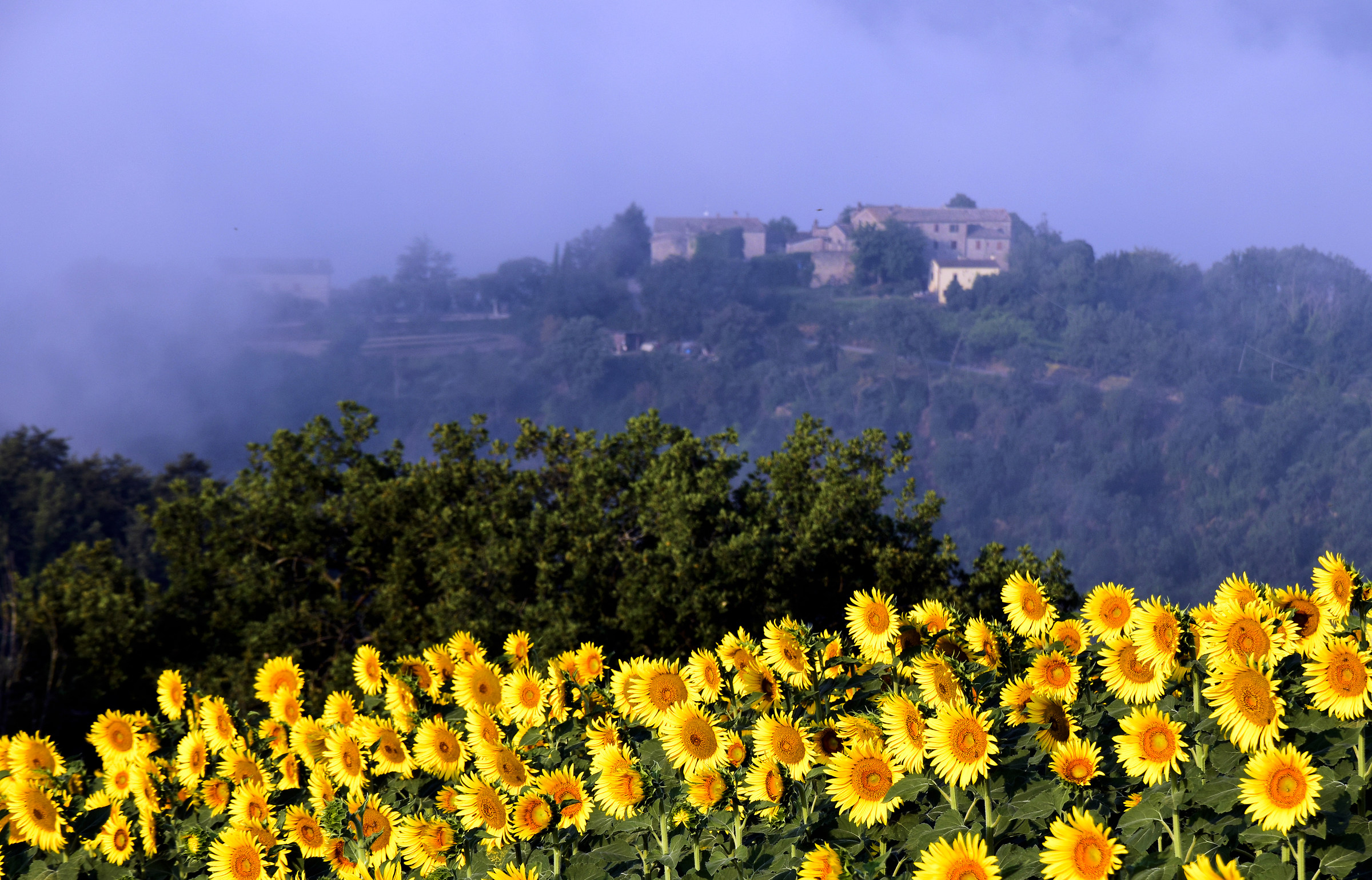 Memories of a summer