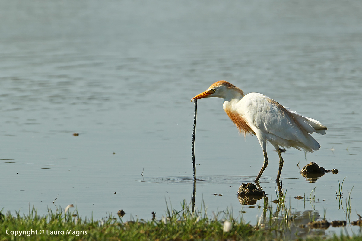 Ogni resistenza è inutile