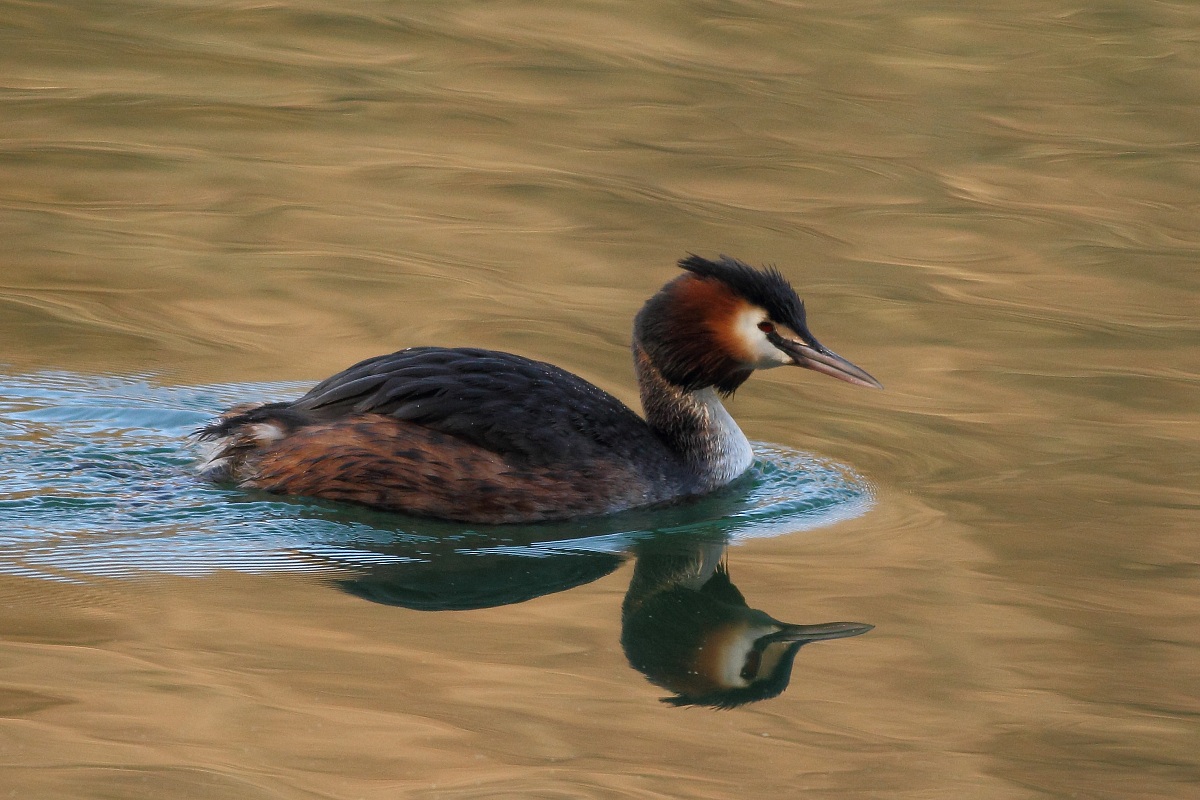 Great Crested Grebe