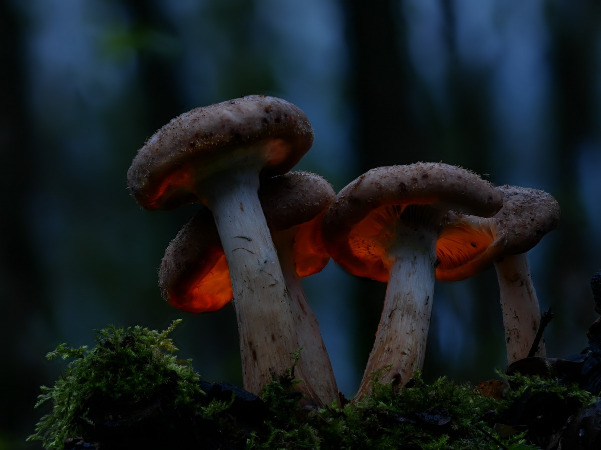 un'intera famigliola