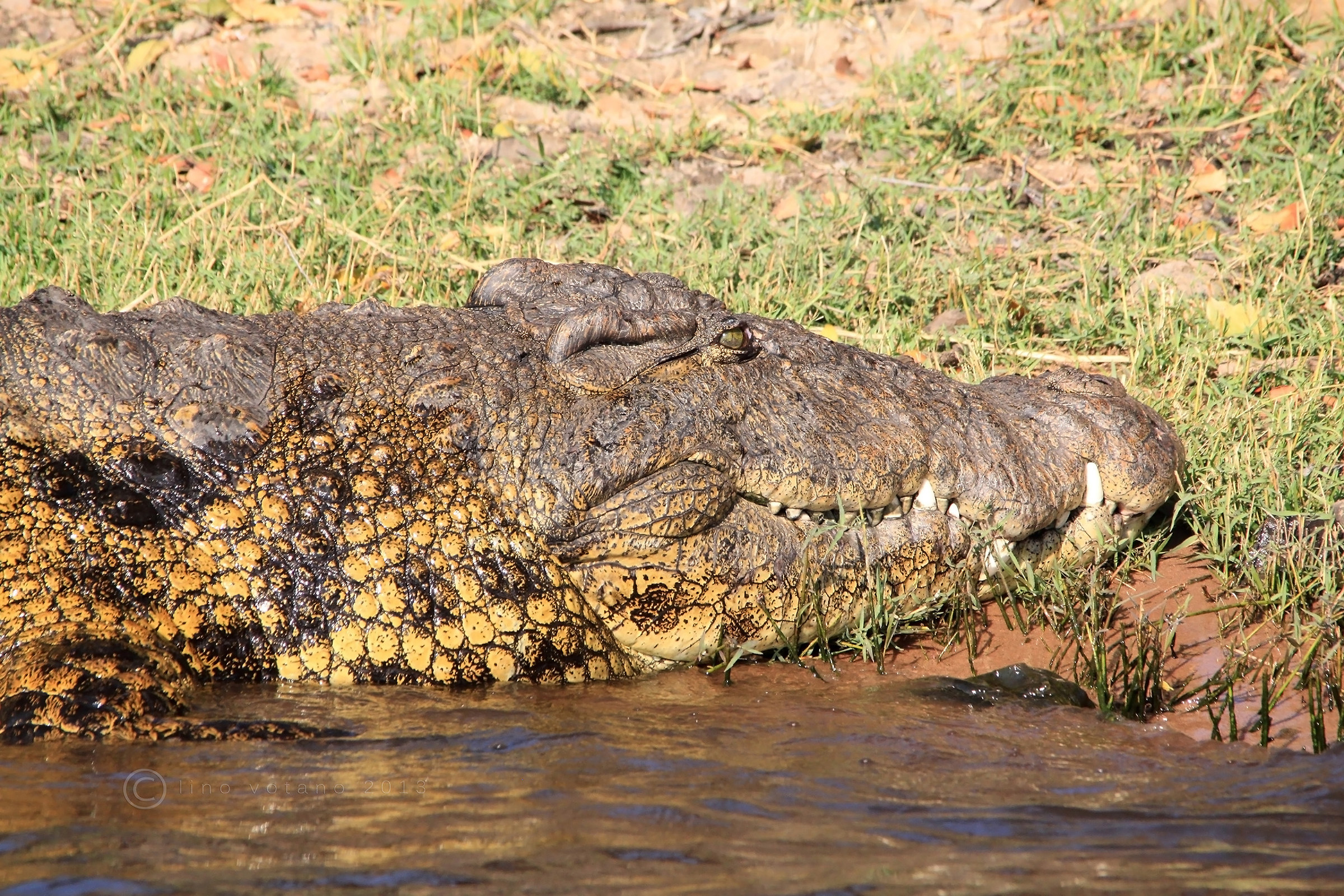 Diamo ...un'occhiatina ai denti? - In barca sul Chobe