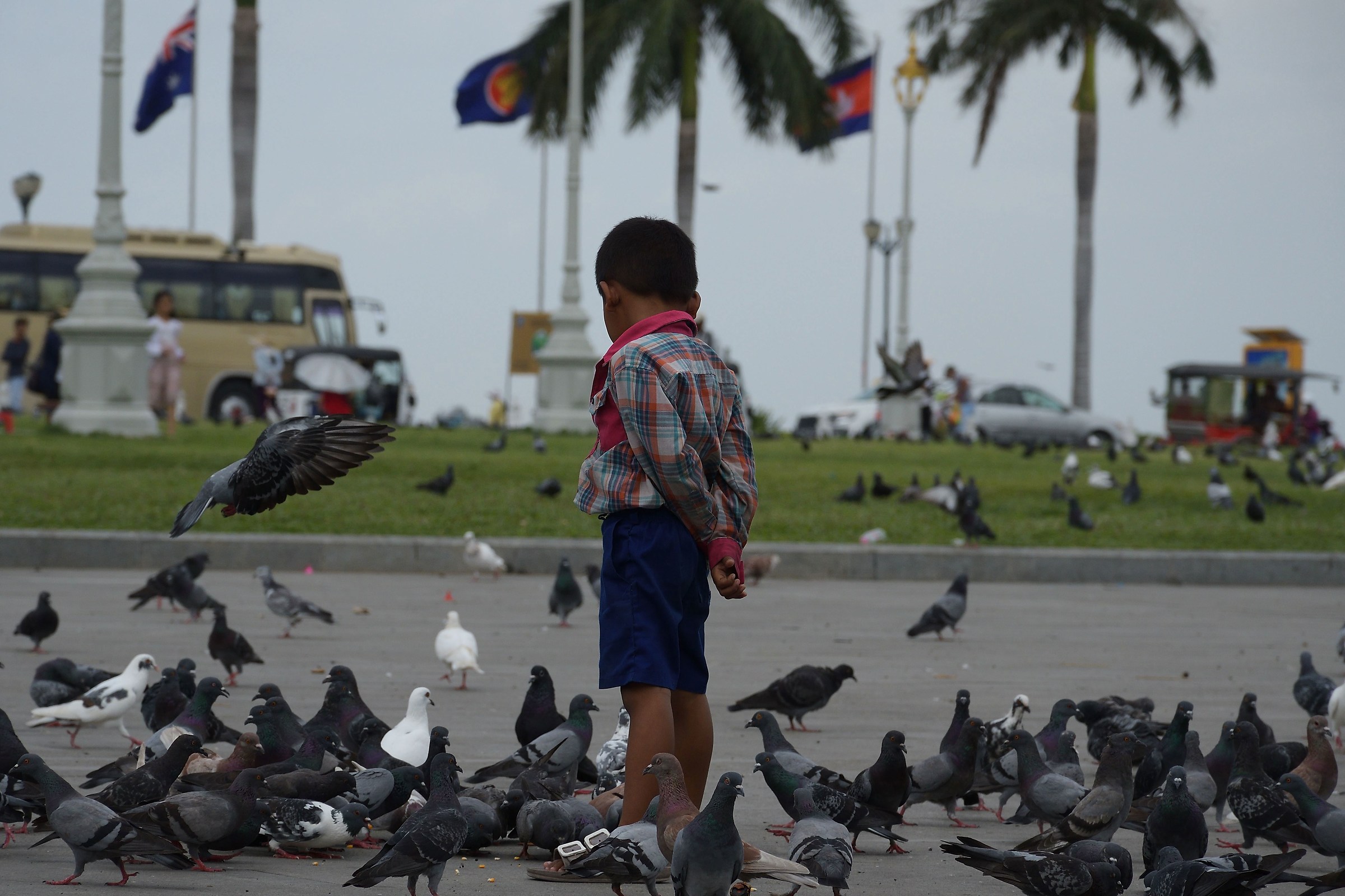 Il Bambino che sussurrava ai Piccioni