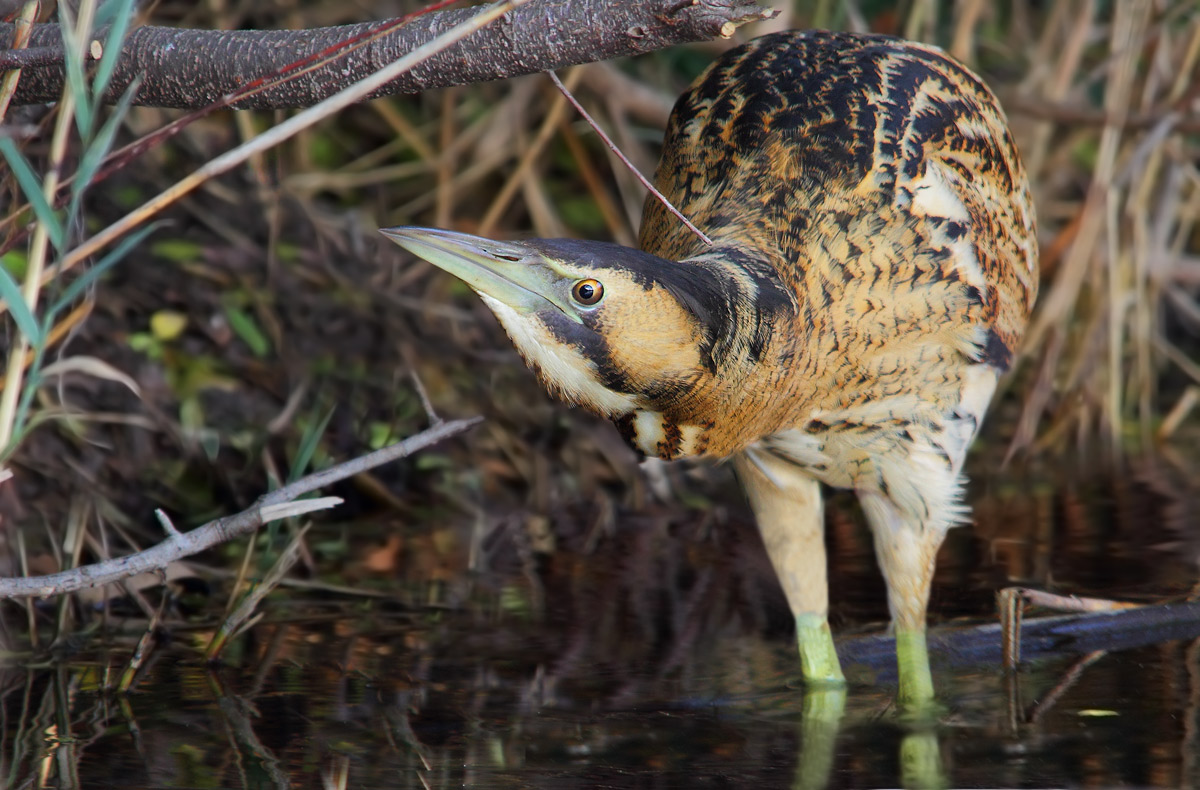 Bittern