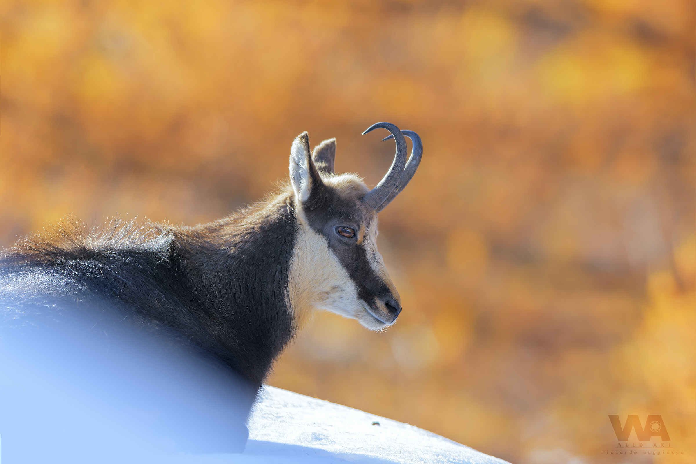 Between the orange of the Larici