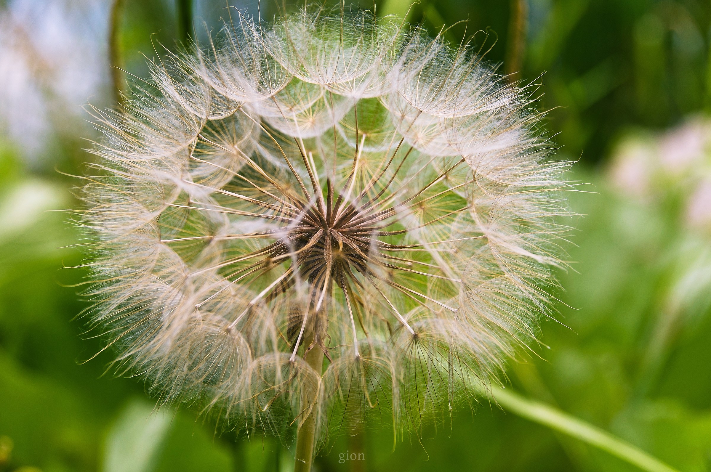 Taraxacum officinale