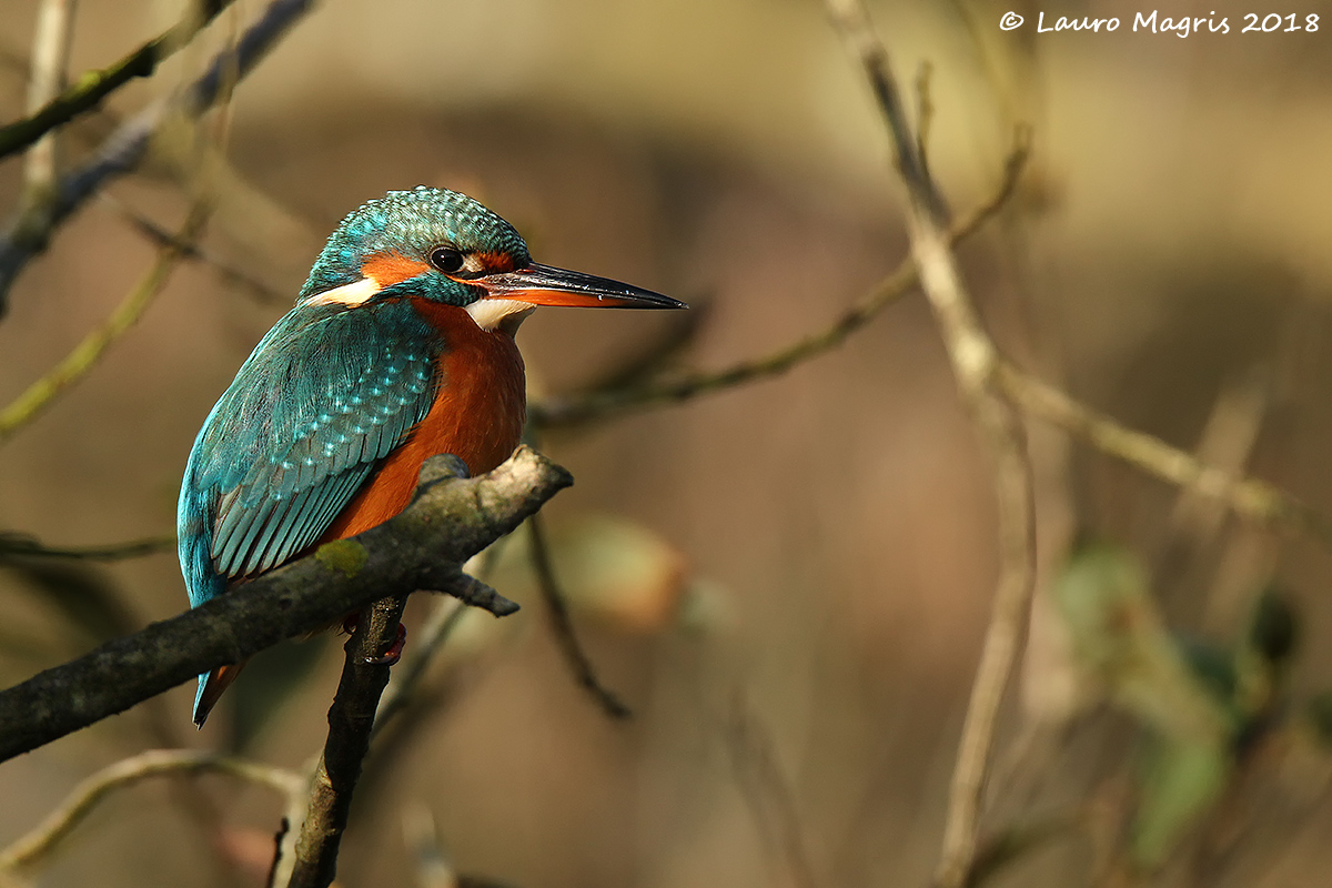 Scaldarsi ai primi raggi di sole