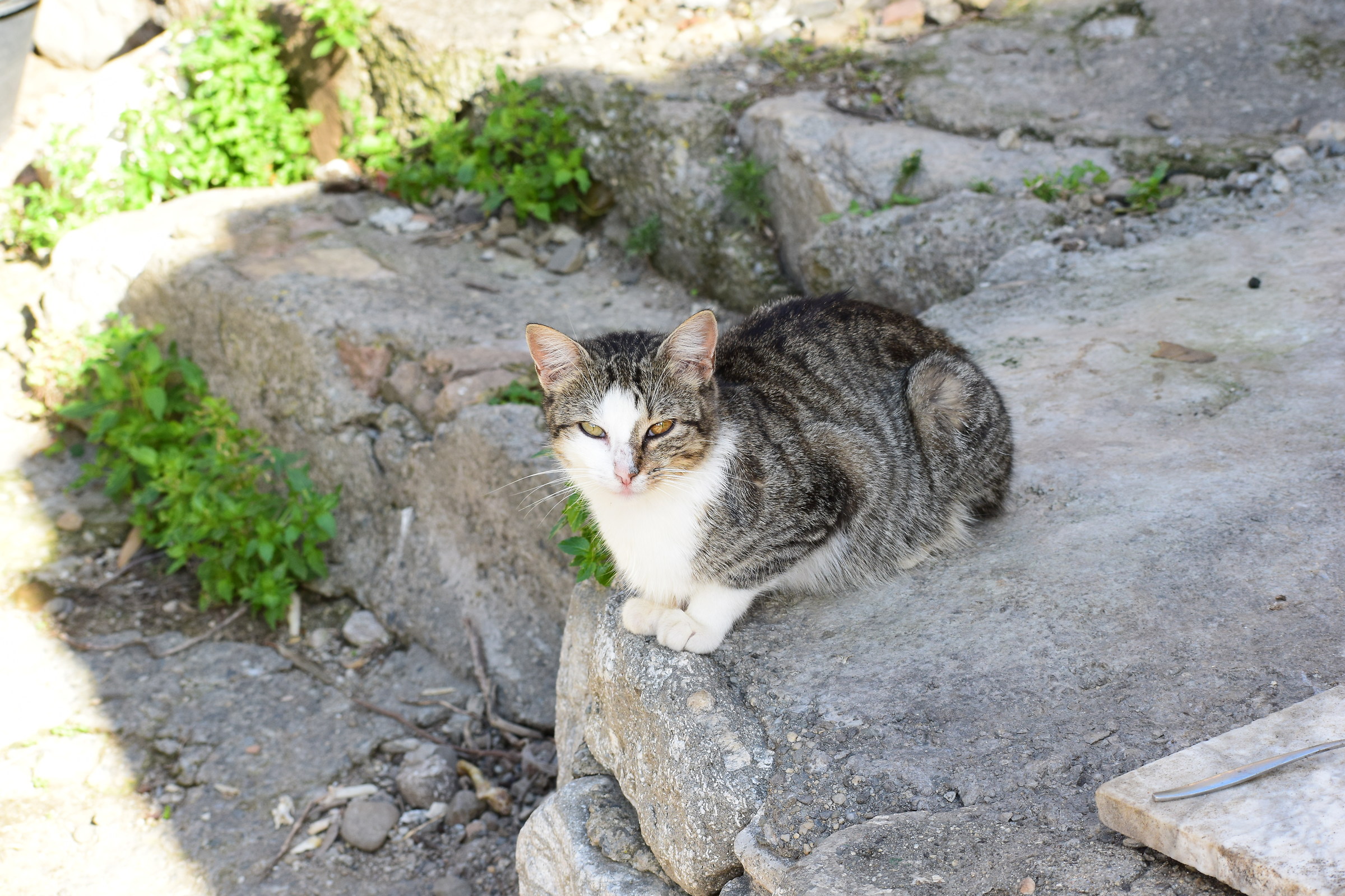 Cat who looks at me, Ruffiana