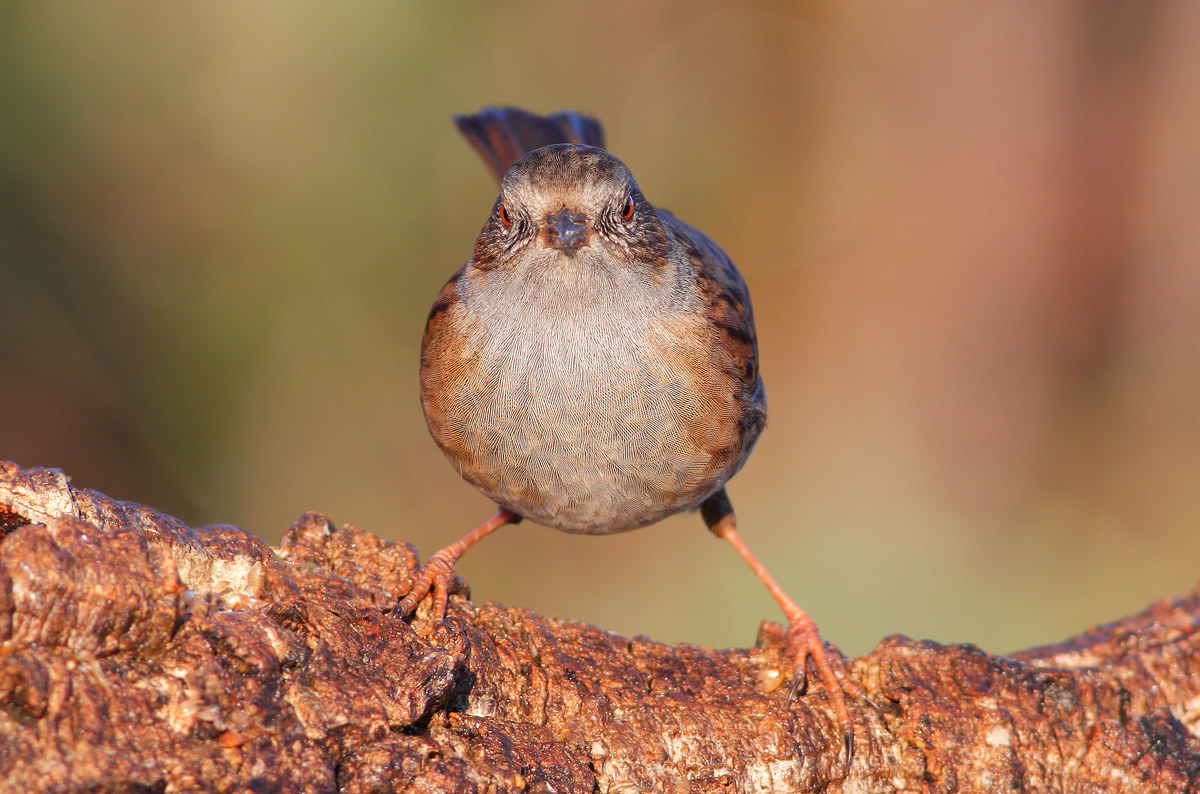 Passera Dunnock