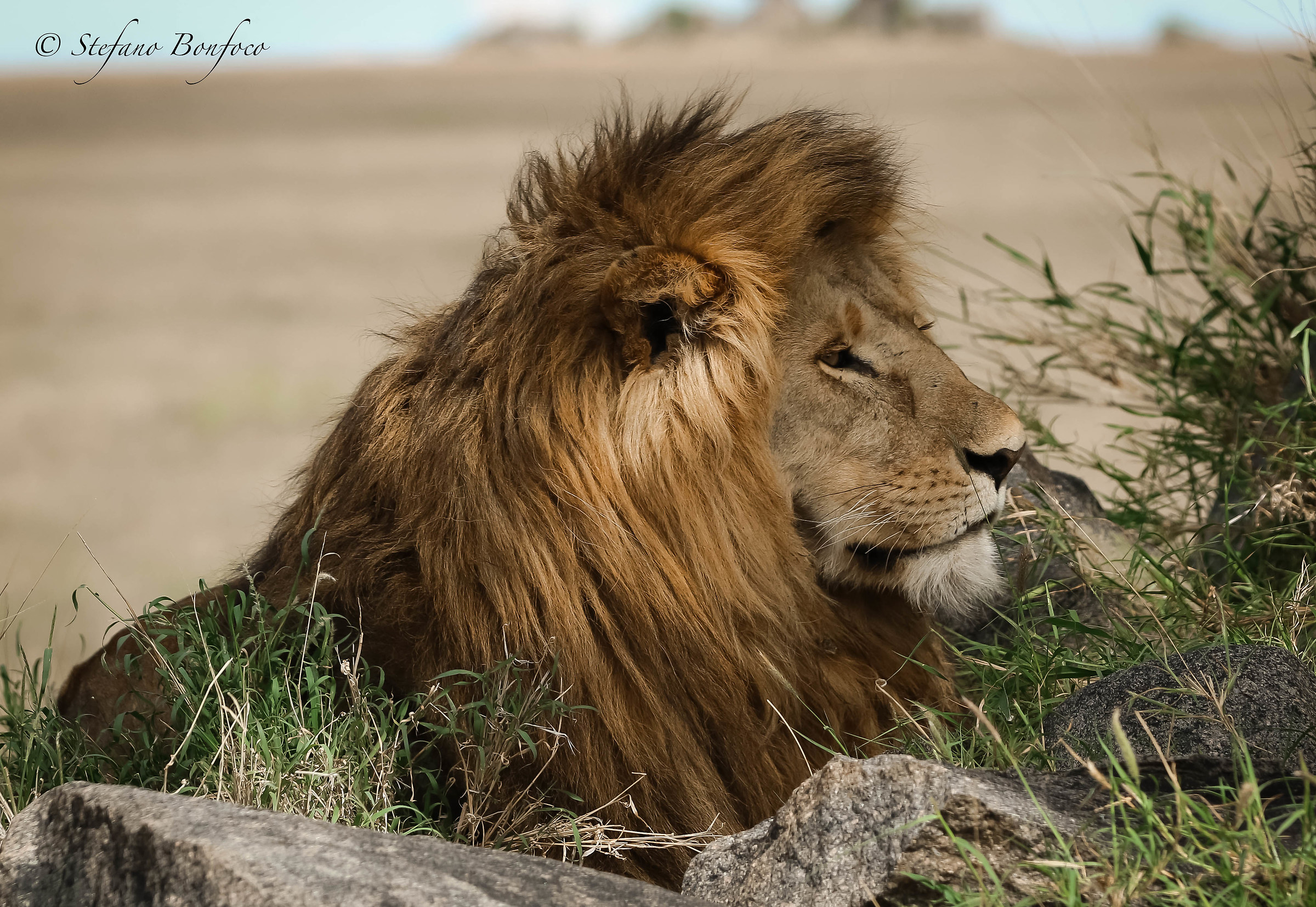 Lion (Panthera leo)