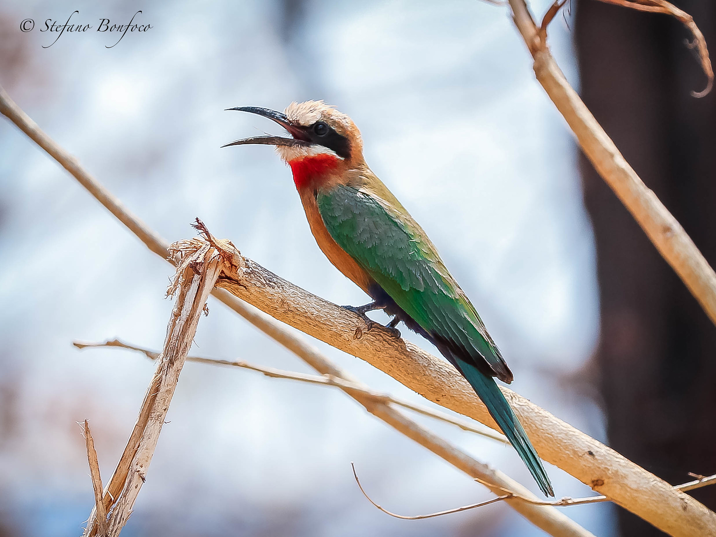 White-Fronan Bee-eater (Merops bullockoides)
