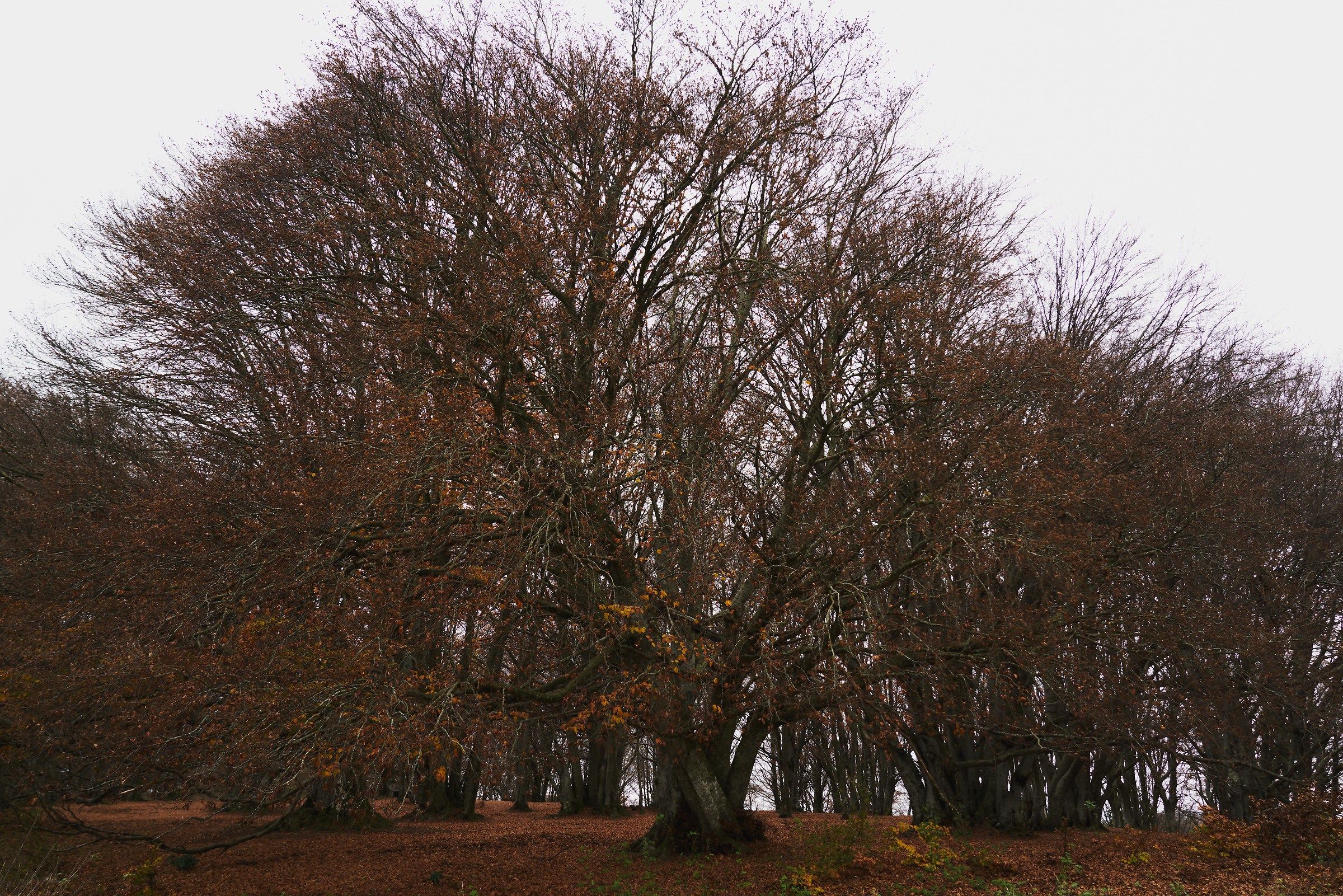 Canfaito, what little remains...