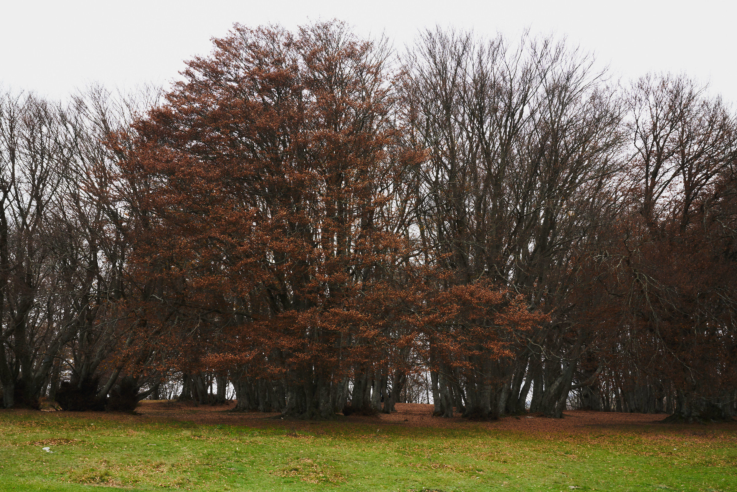 Canfaito, what little remains...