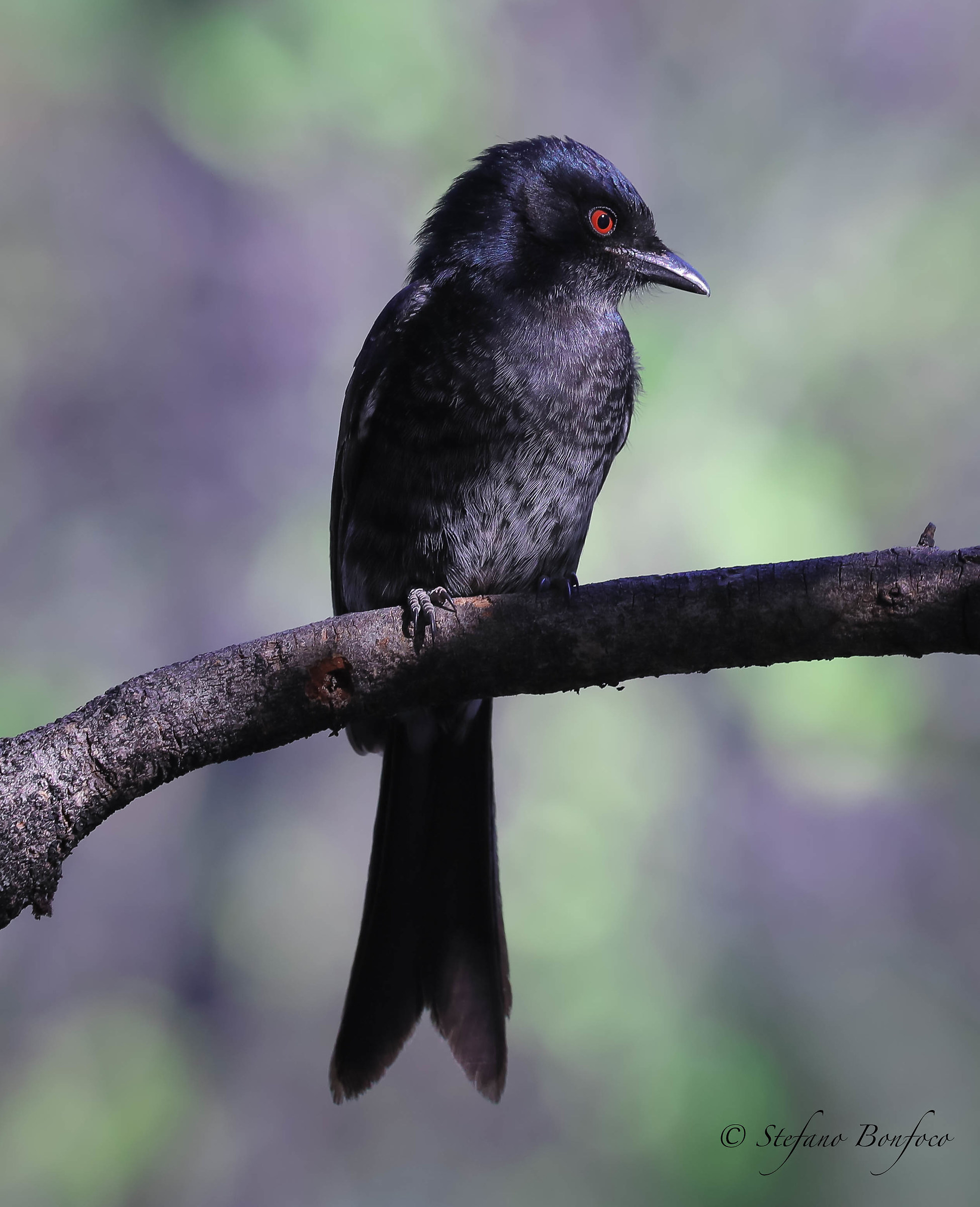Drongo codaforcuta (Dicrurus adsimilis)