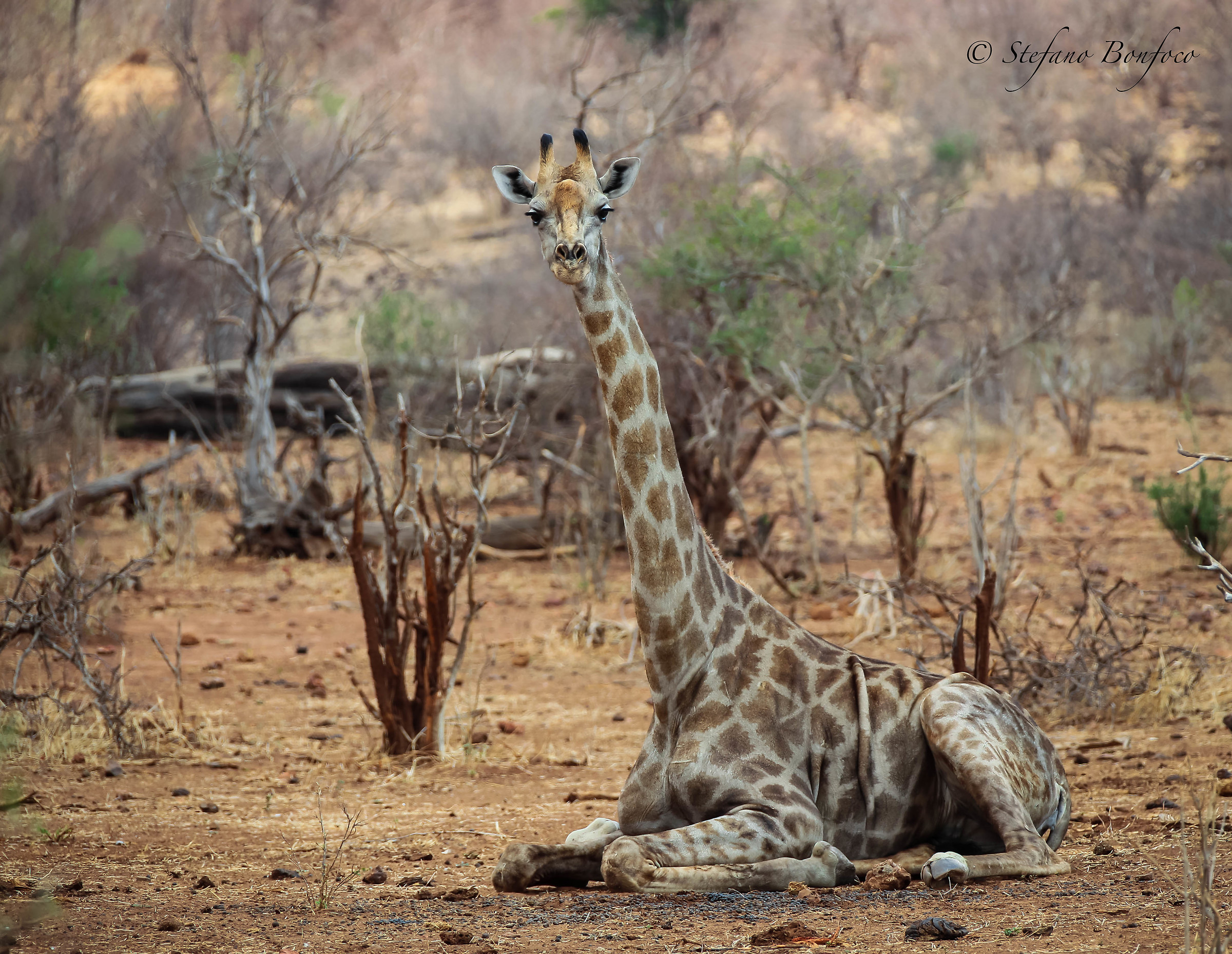 The rest of the giraffe