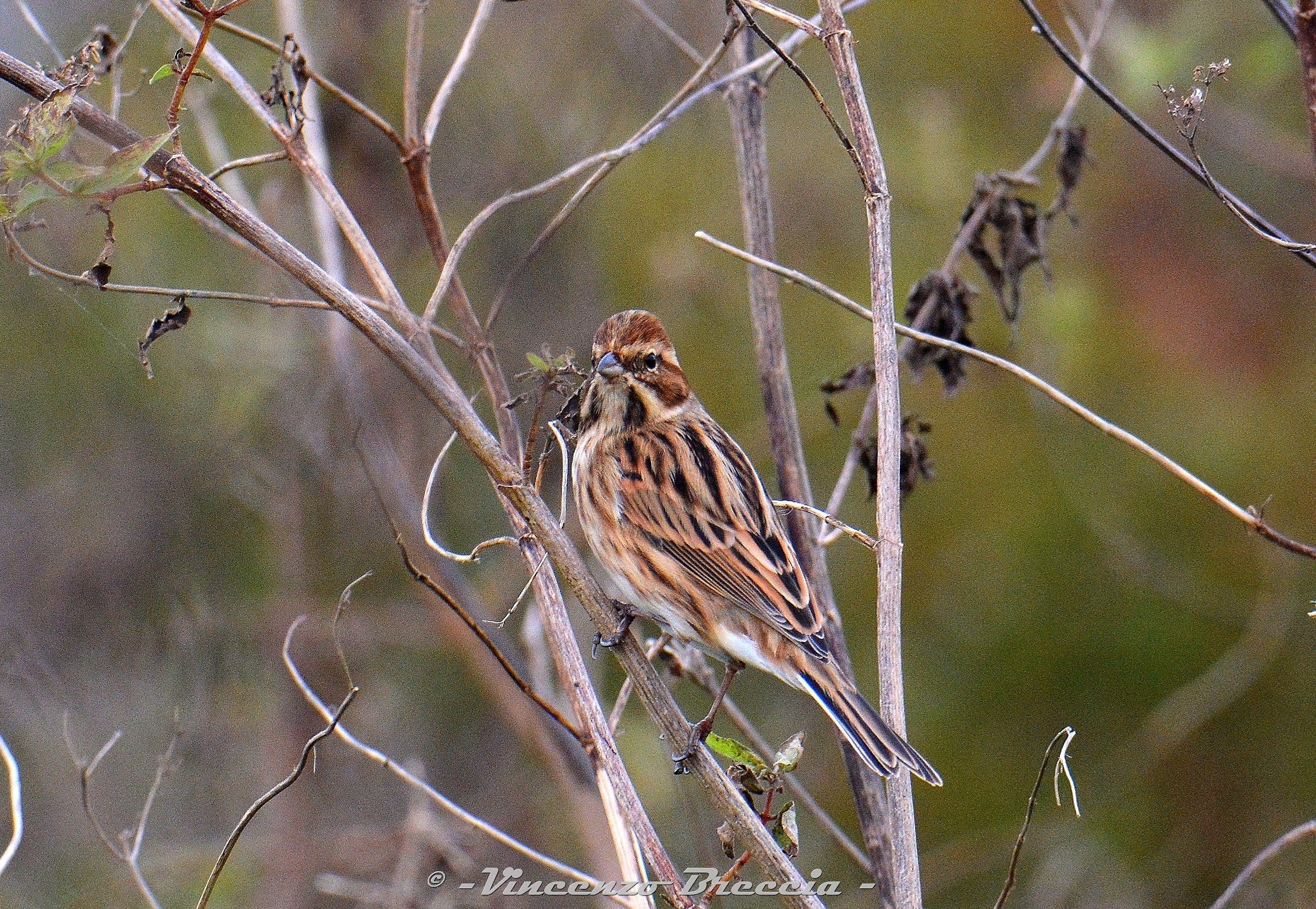 Migliarino di palude