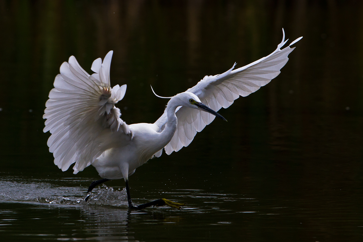 Egret