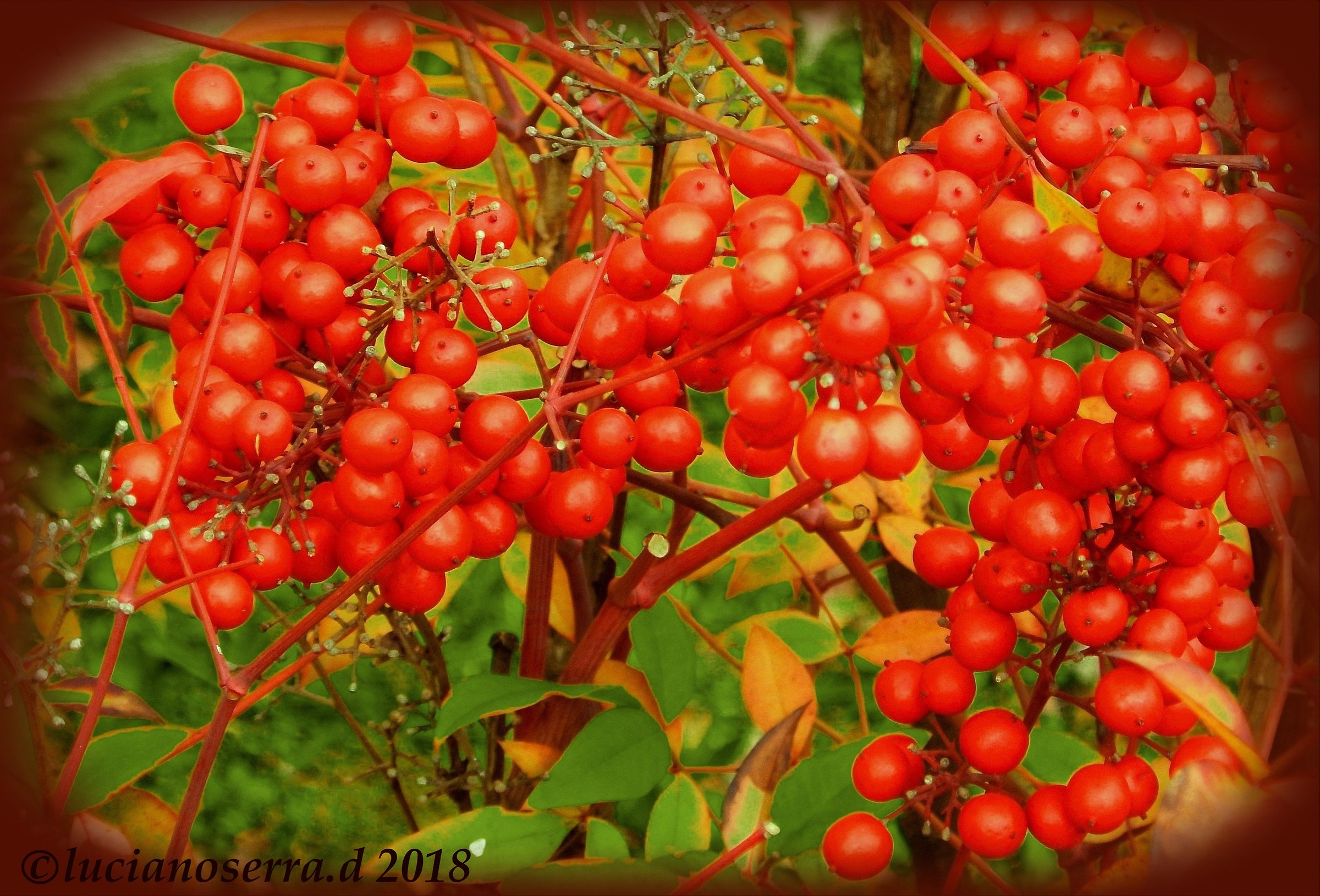 Red berries