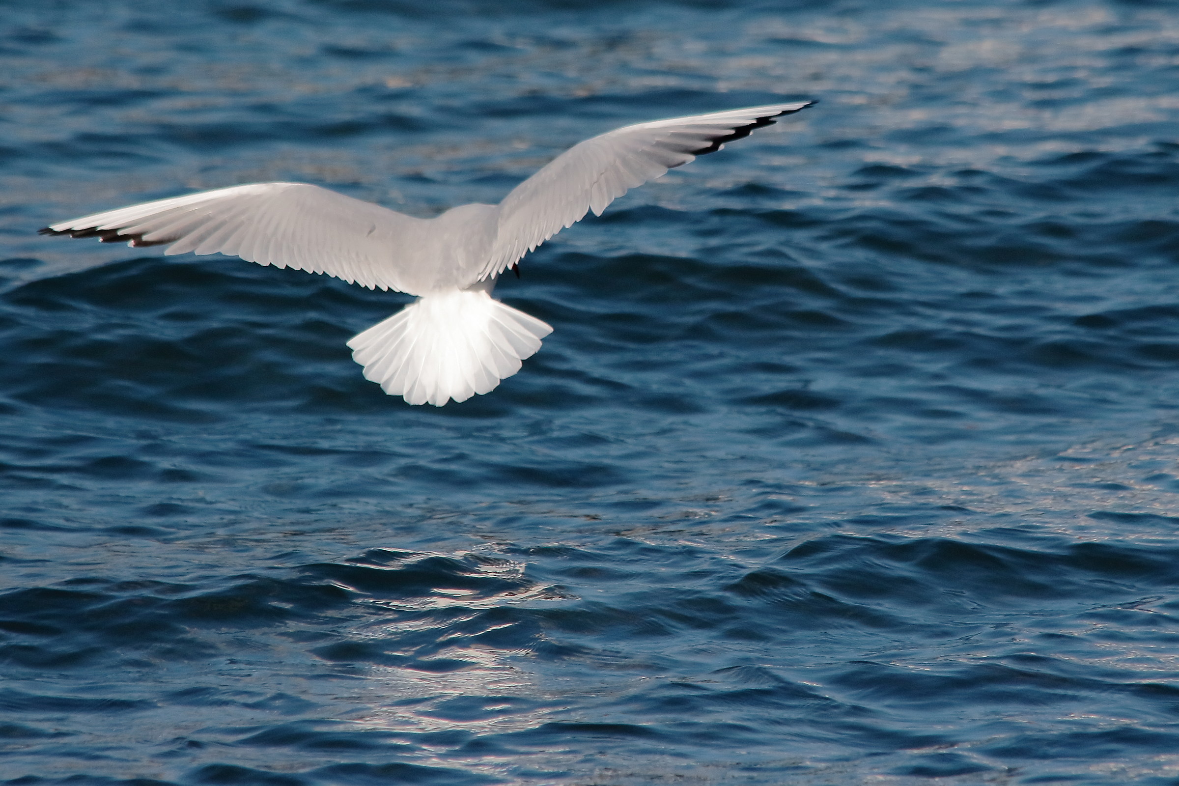 Seagulls at Anguillara 1