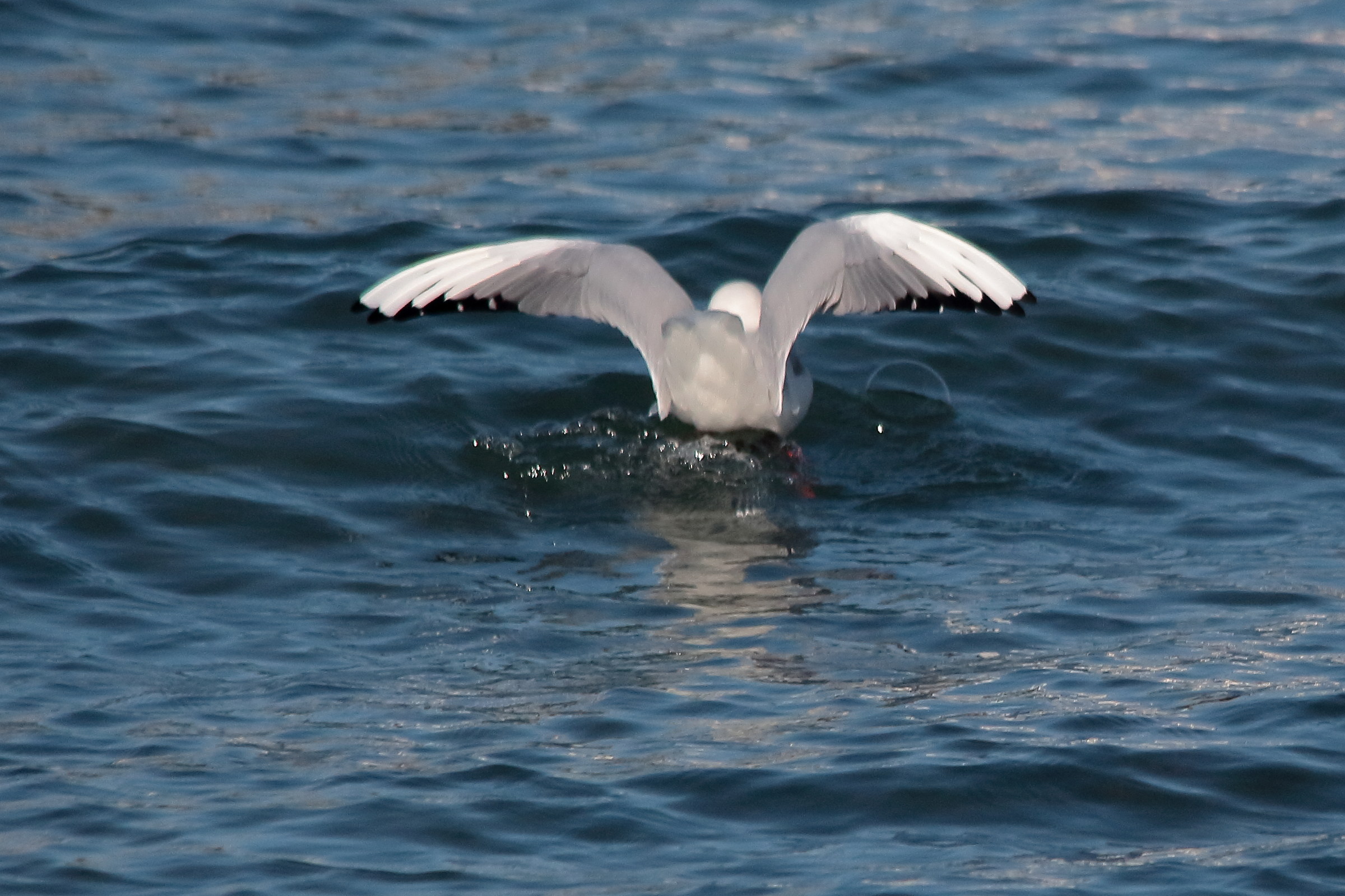 Seagulls at Anguillara 2