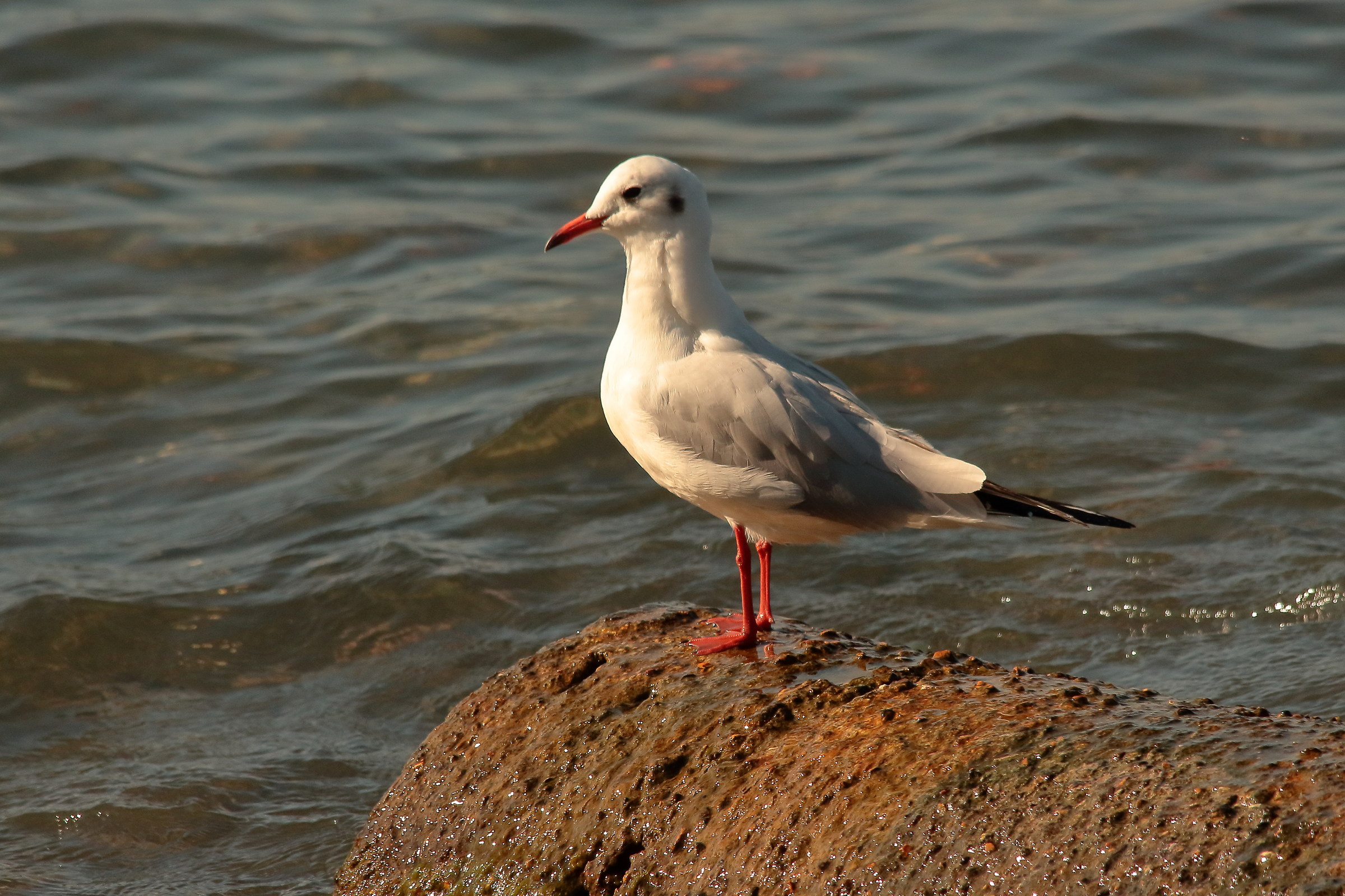Seagulls at Anguillara 3