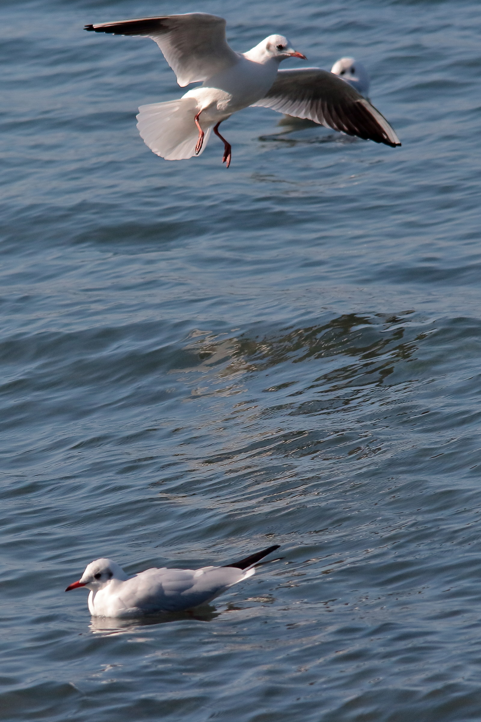 Seagulls at Anguillara 5