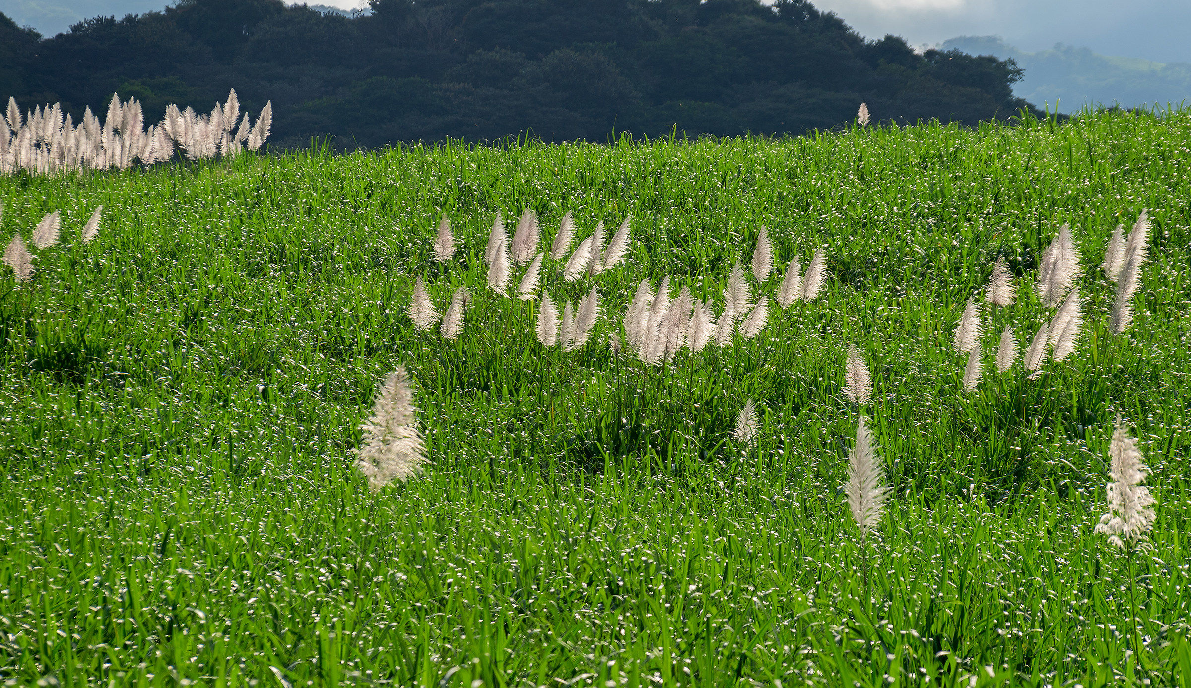 Fiori di canna da zucchero