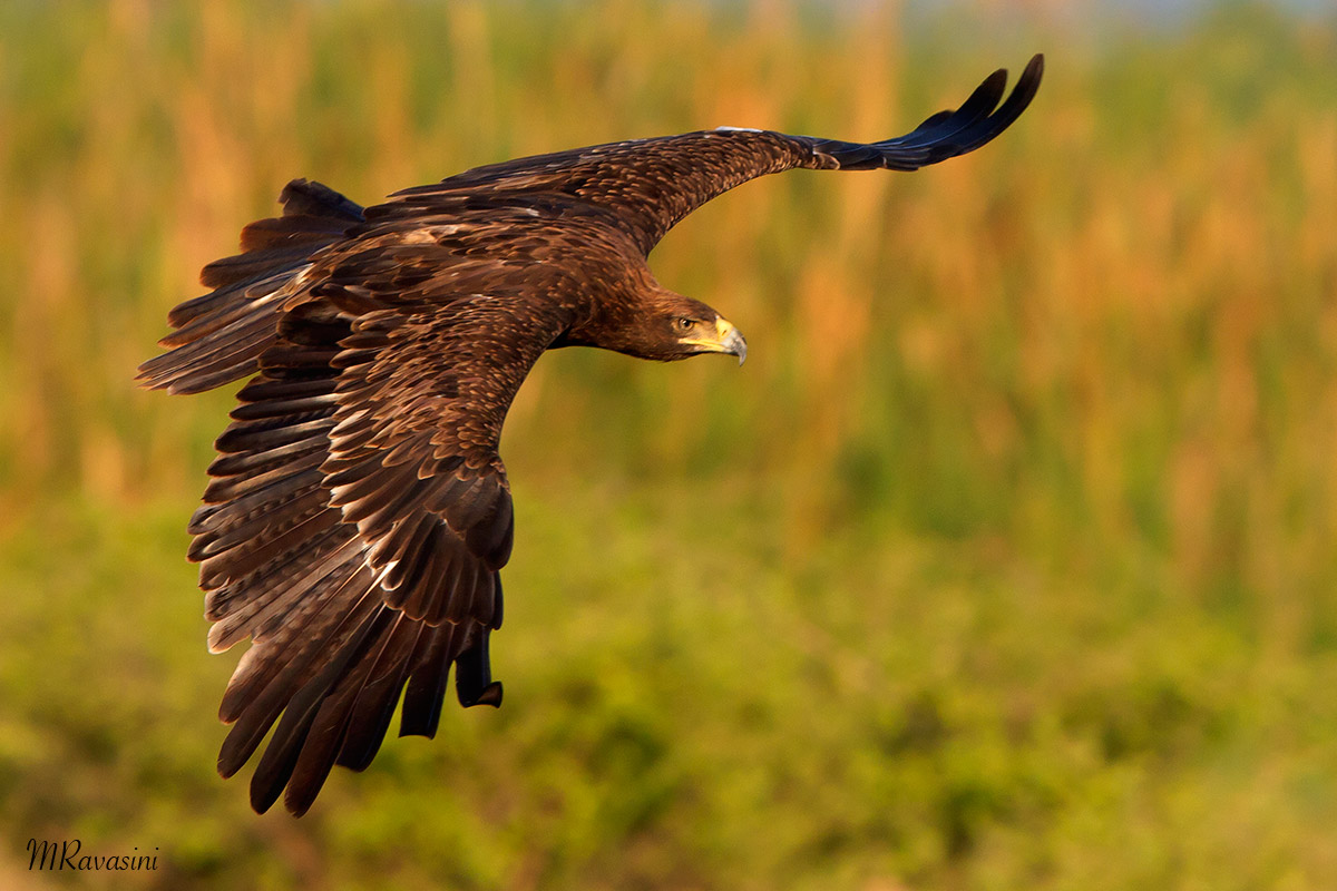 Aquila rapace femmina adulta