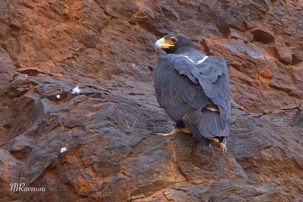 Aquila del Verreaux, femmina adulta