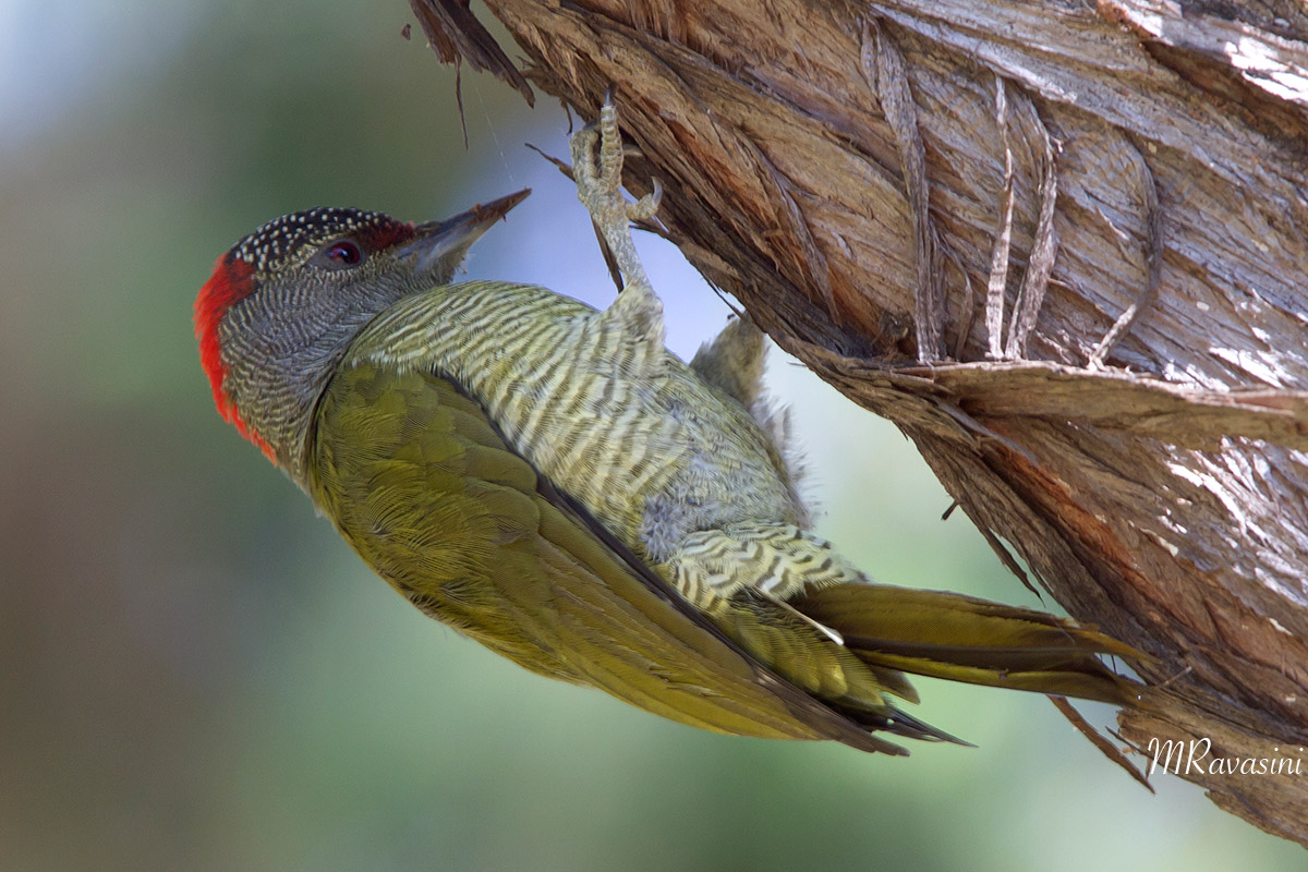 Tulberg's woodpecker, femmina adulta