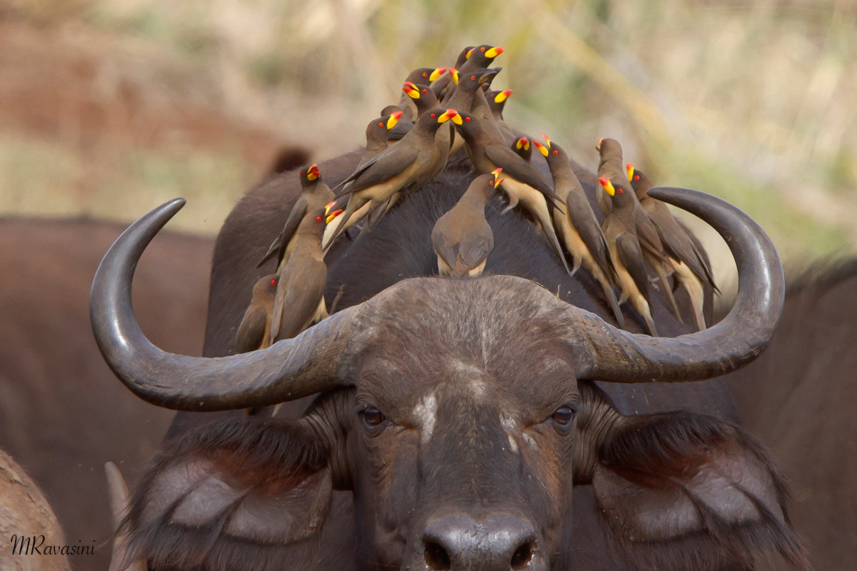 Meeting di Bufaghe beccogiallo su Bufala
