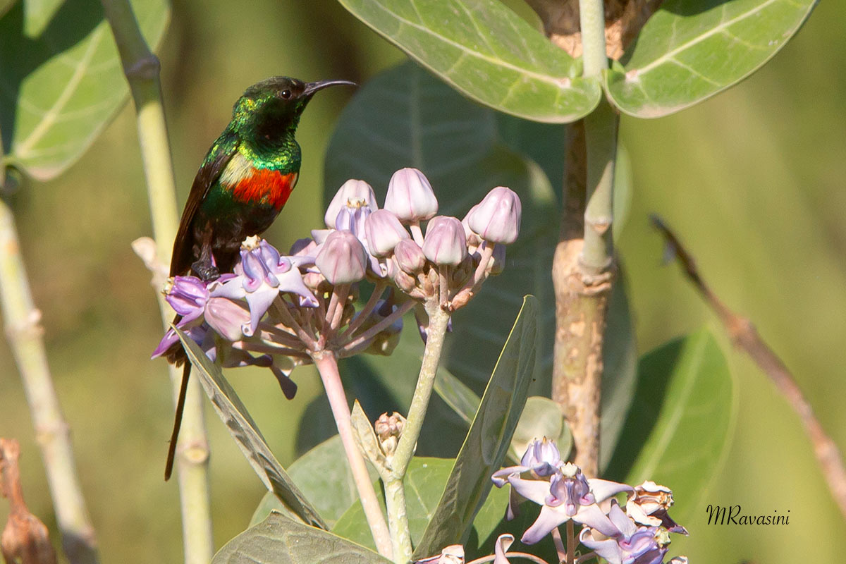 Beautiful Sunbird, maschio adulto