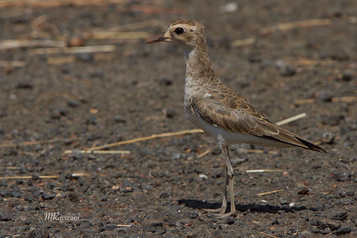 Caspian Plover, Corriere asiatico