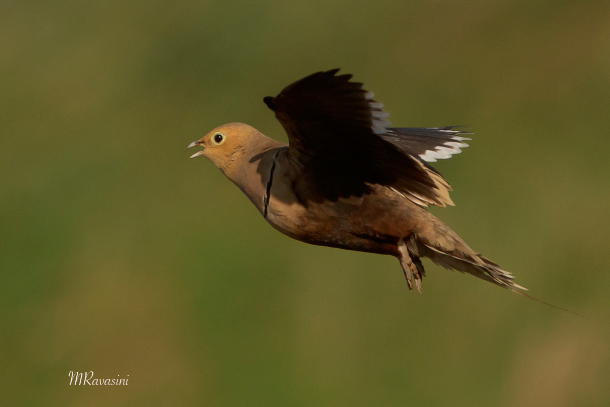 Chestnut-bellied Sandgrouse, maschio adulto