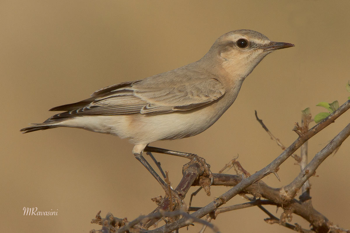 Culbianco isabellino
