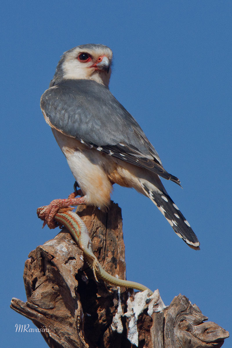 Falco pigmeo, maschio adulto con preda
