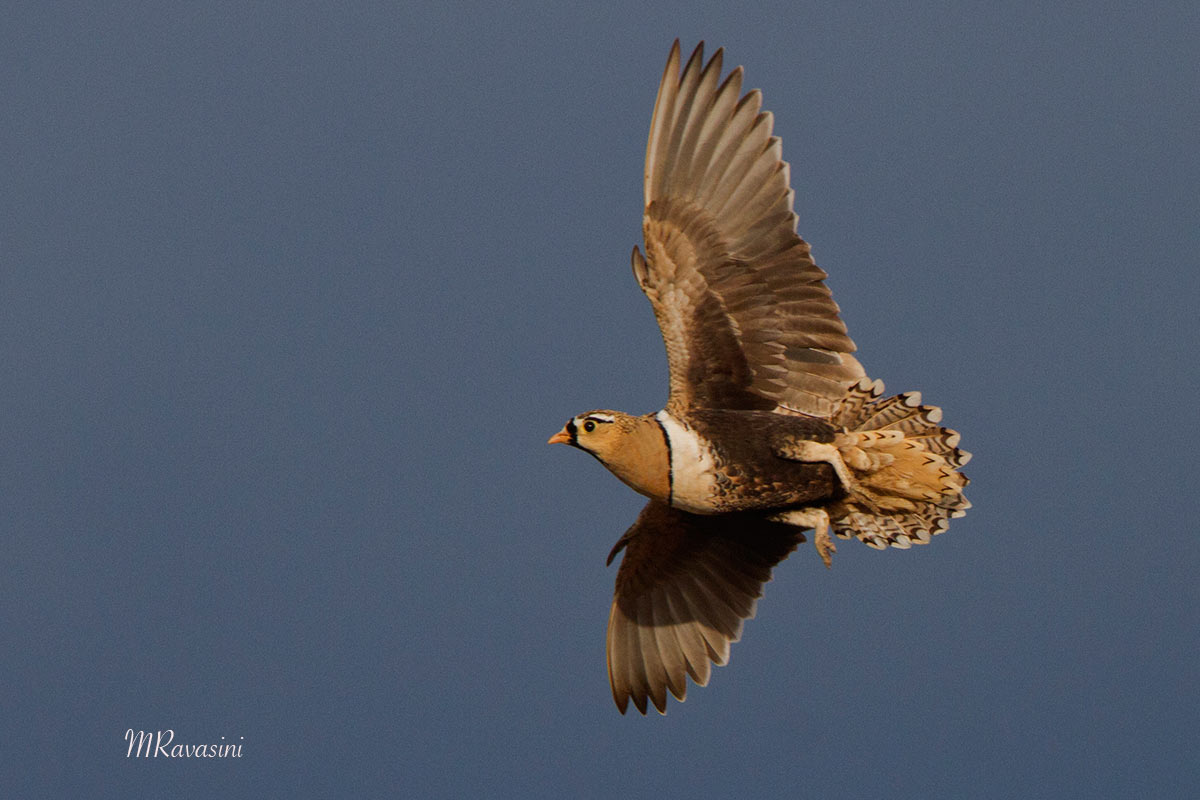 Grandule faccianera, maschio adulto