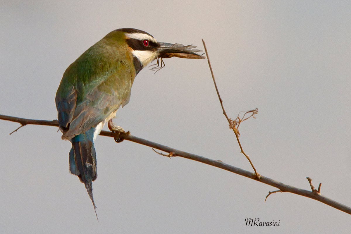 Gruccione golabianca