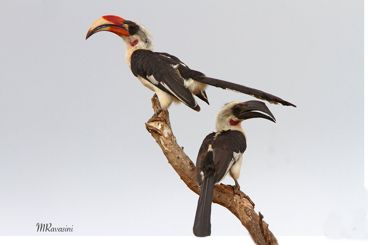 Bucero di Von Der Decken, coppia adulta
