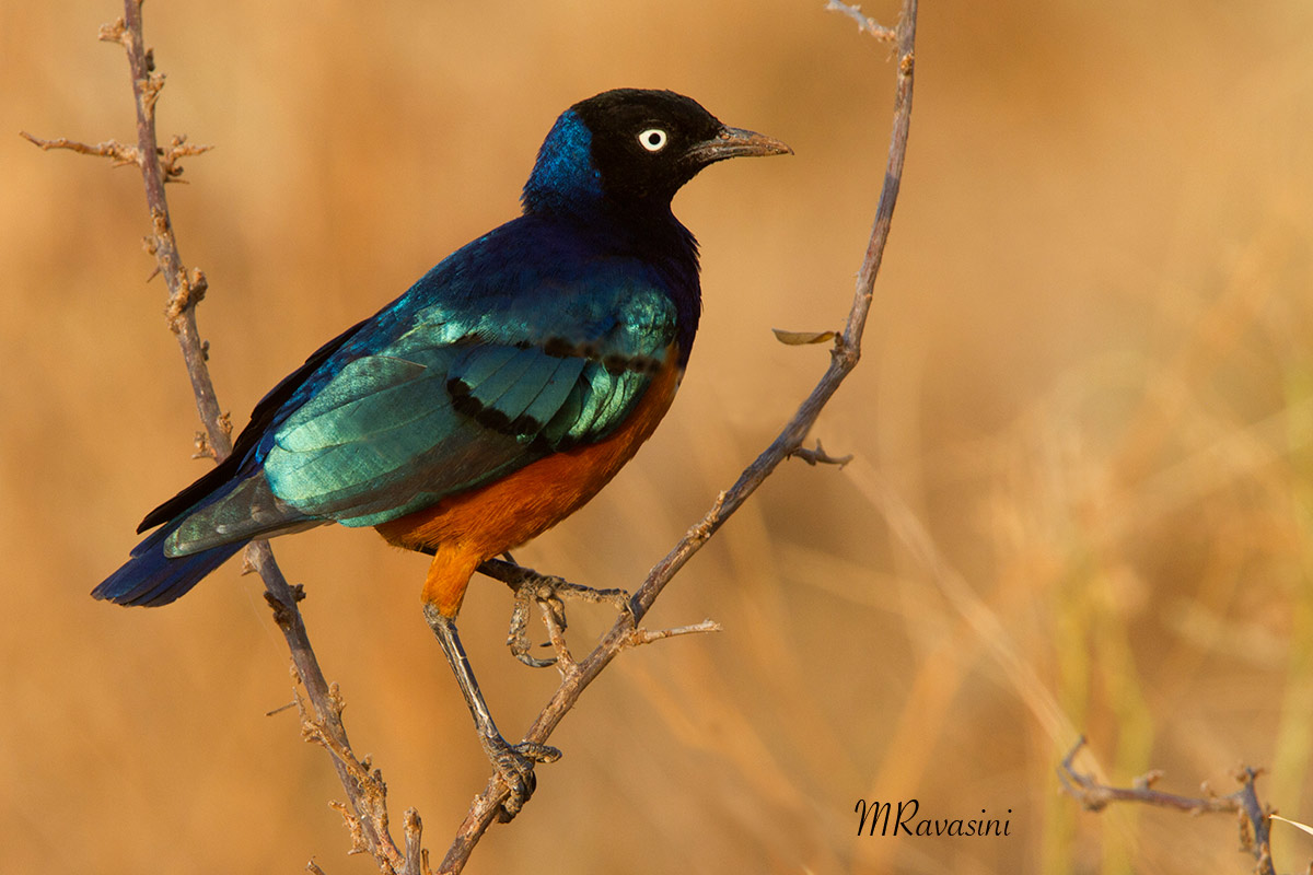 Superb Starling