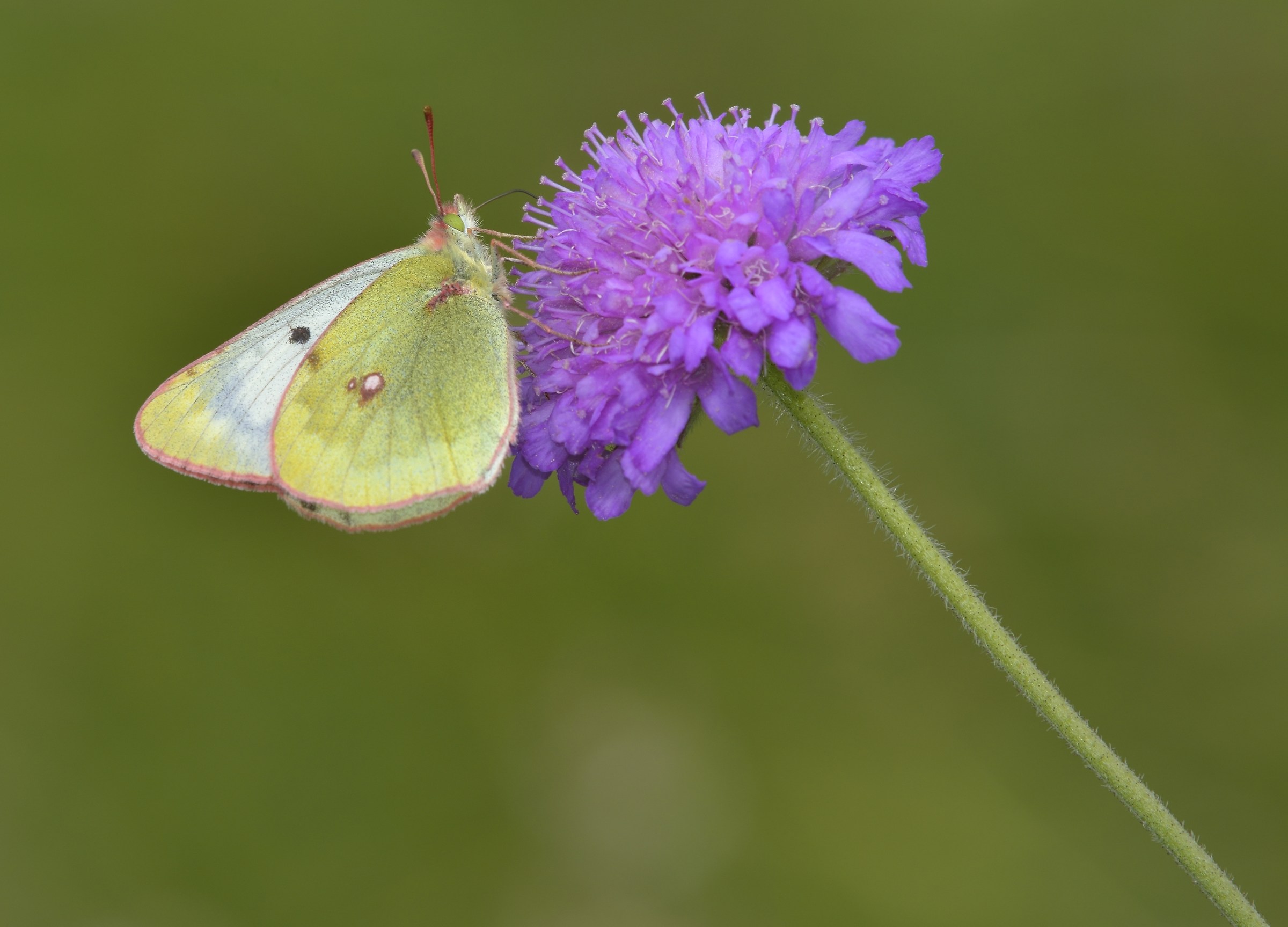 Colias paleano female