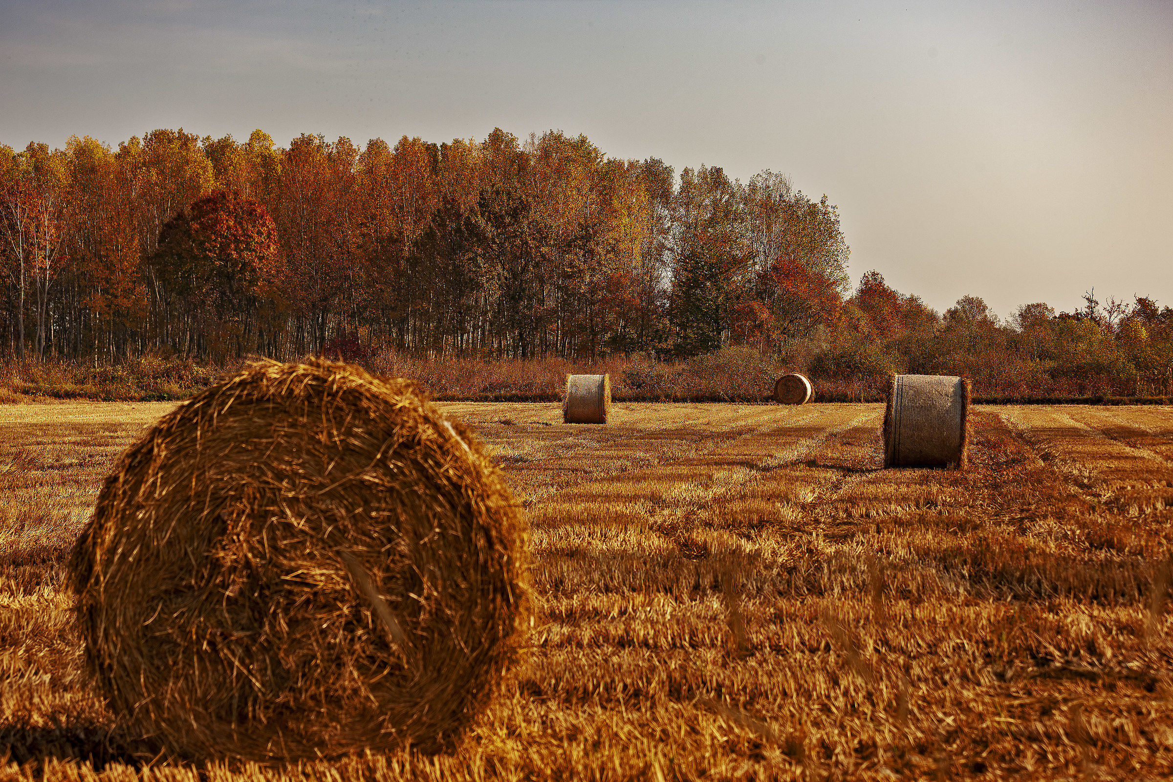 The colors of autumn
