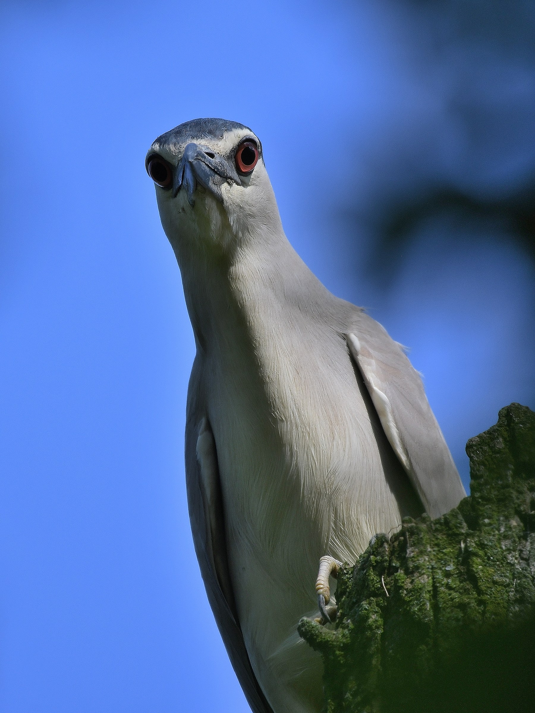 Nycticorax nycticorax