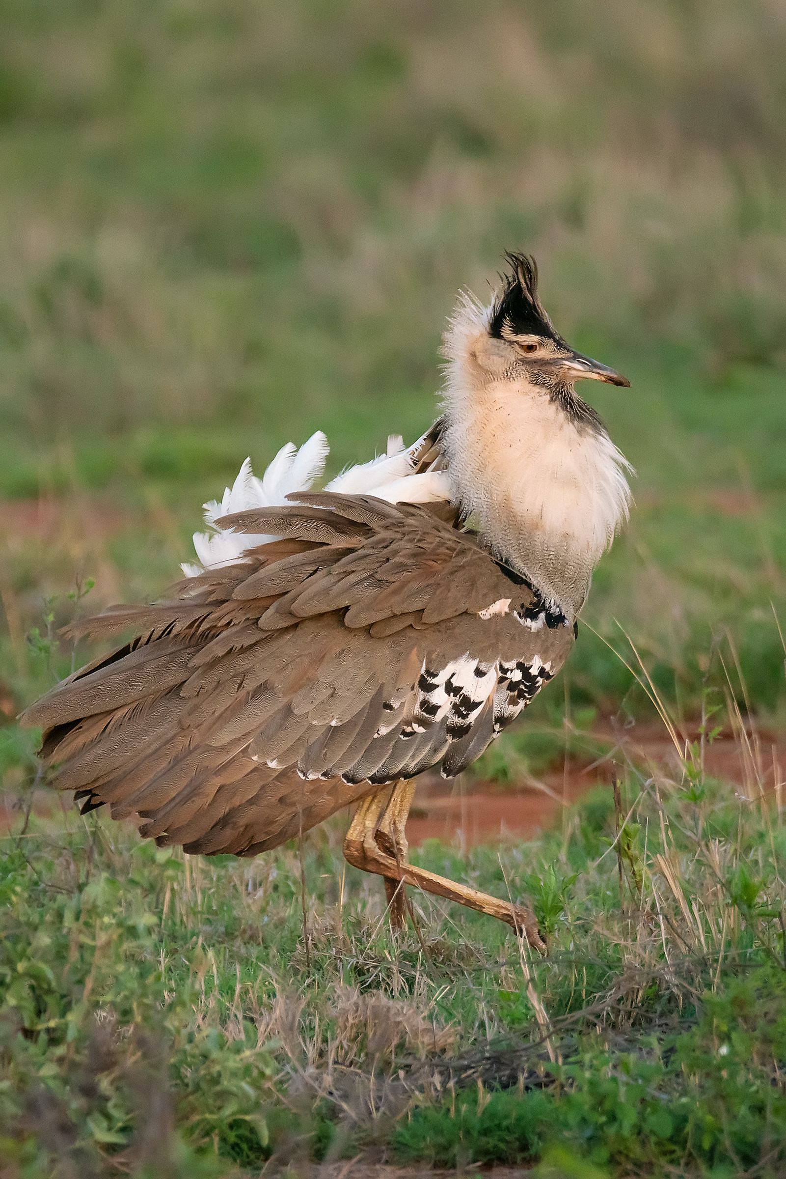 Bustard the miss of the Savannah