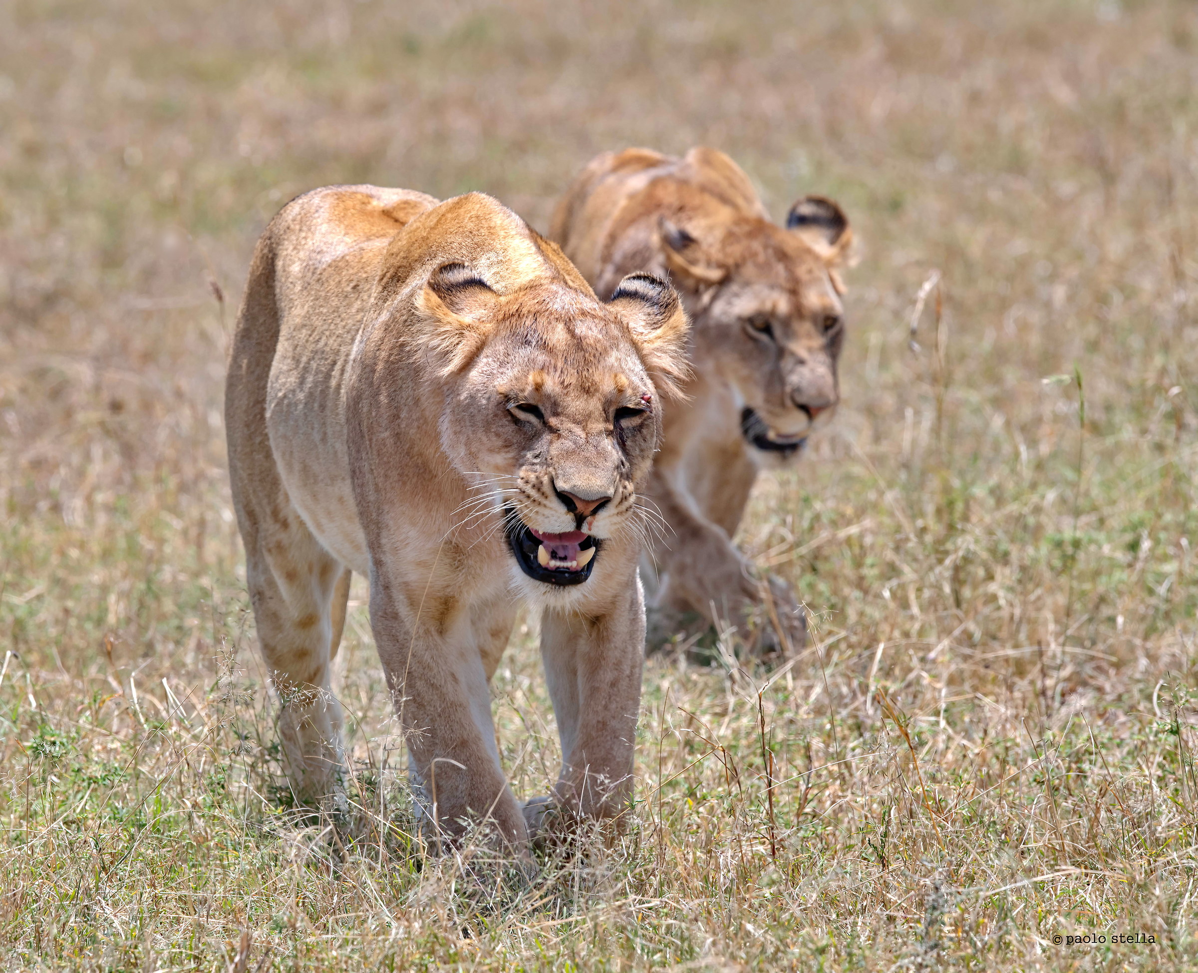 The Smile of the lioness