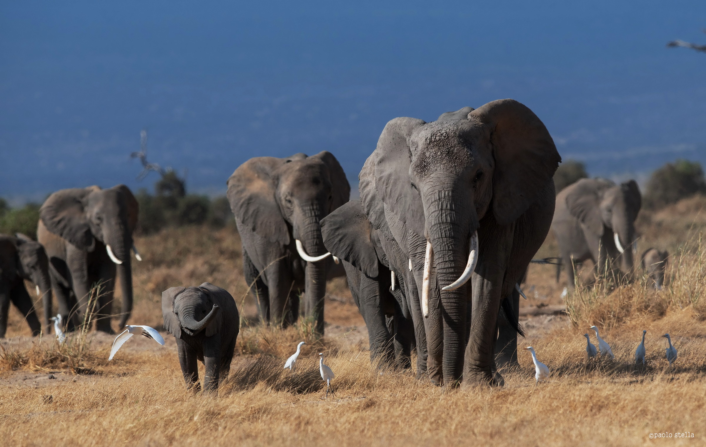 Amboseli Elephants