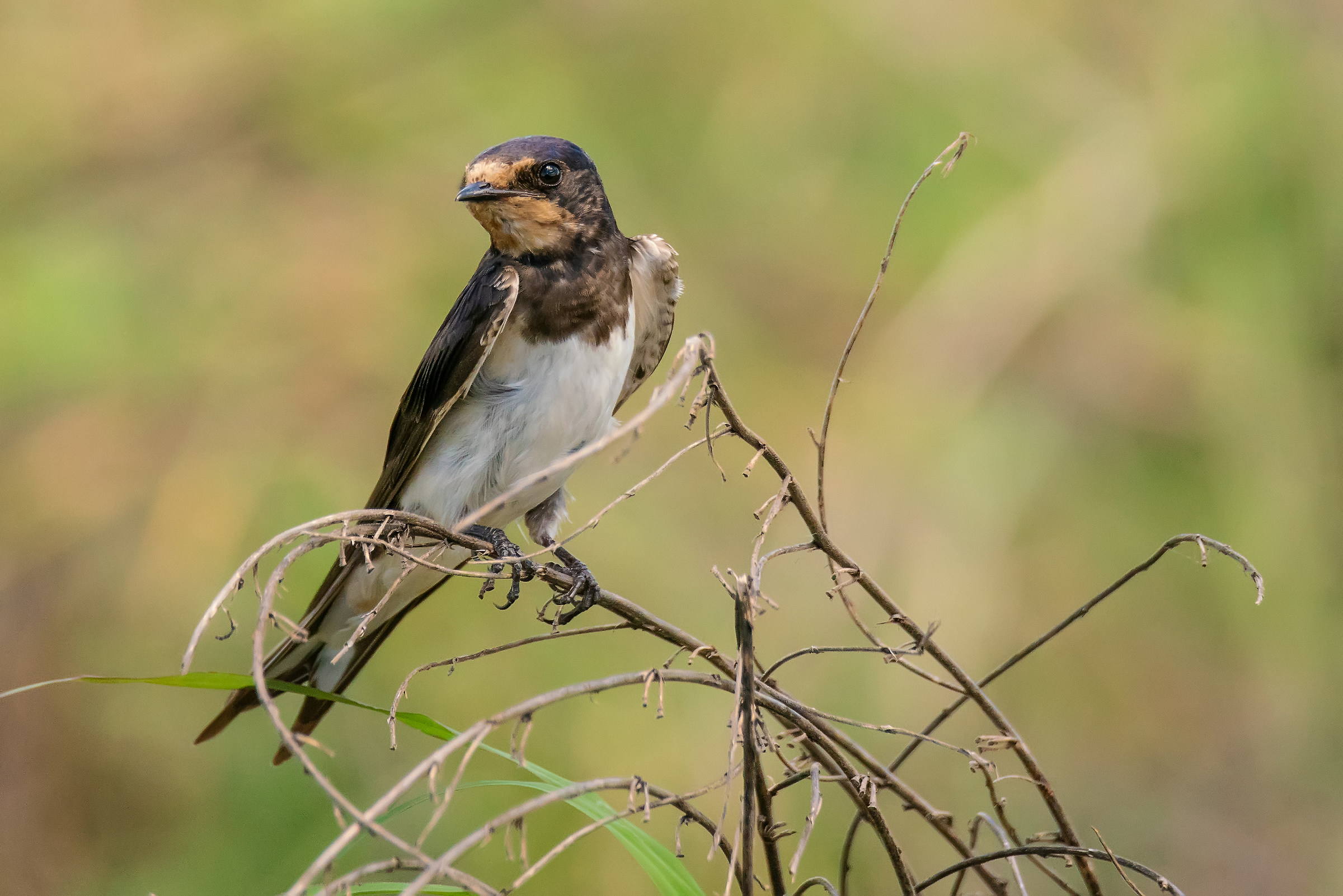 African Swallow